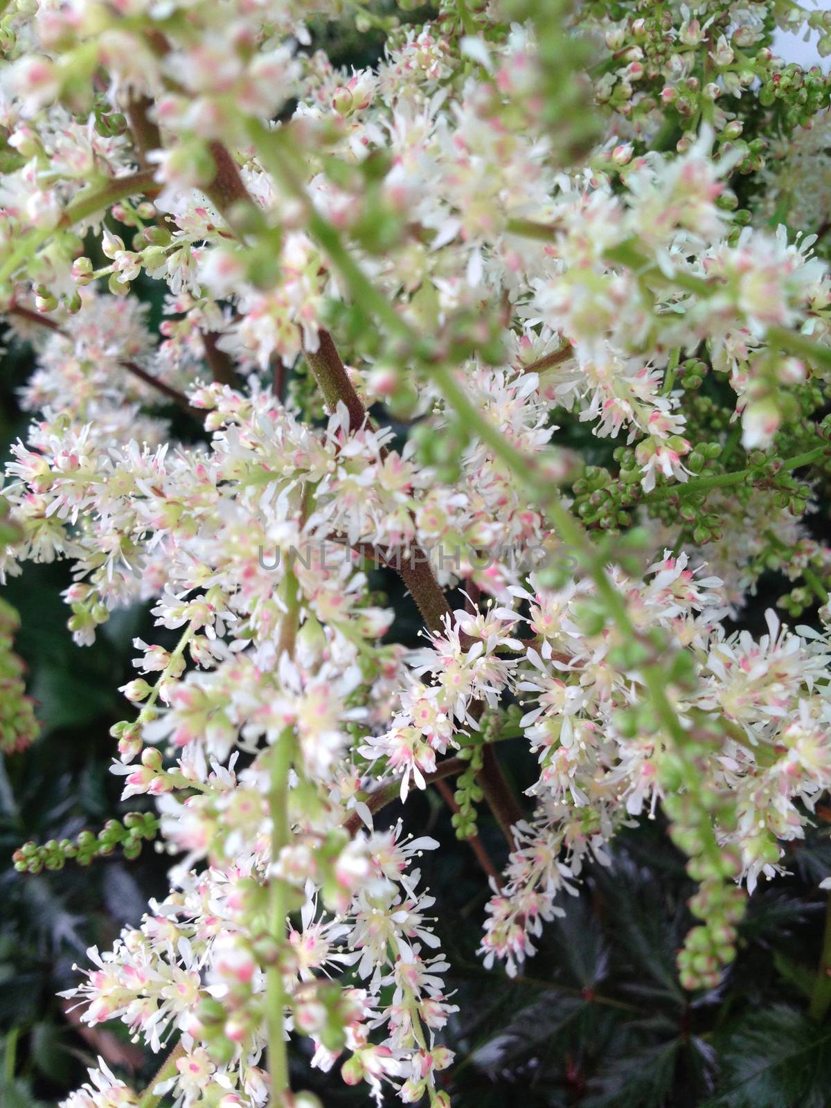 Fine white holodiscus flowers on a plant in nature