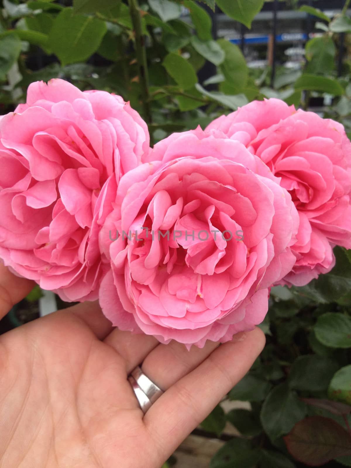 Pink Roses in a Human HAnd by mmm
