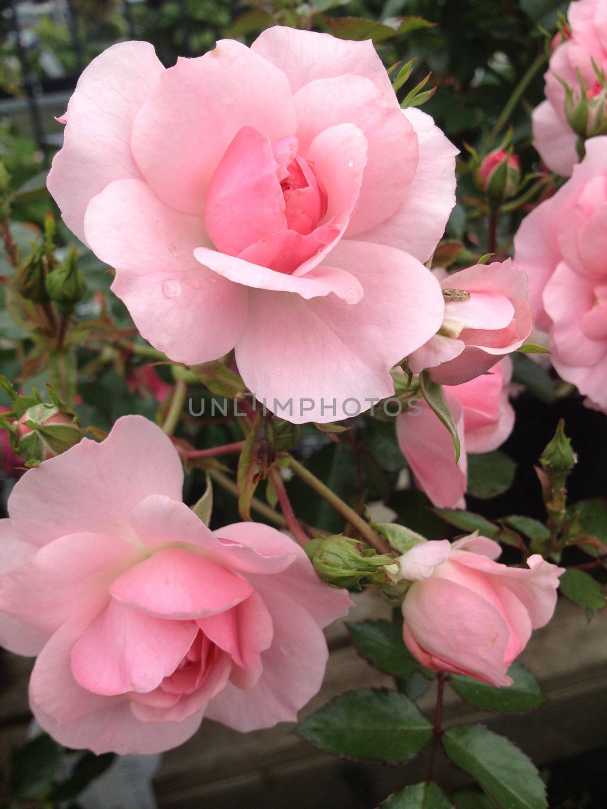 Perfect soft pink roses in full bloom on the bush