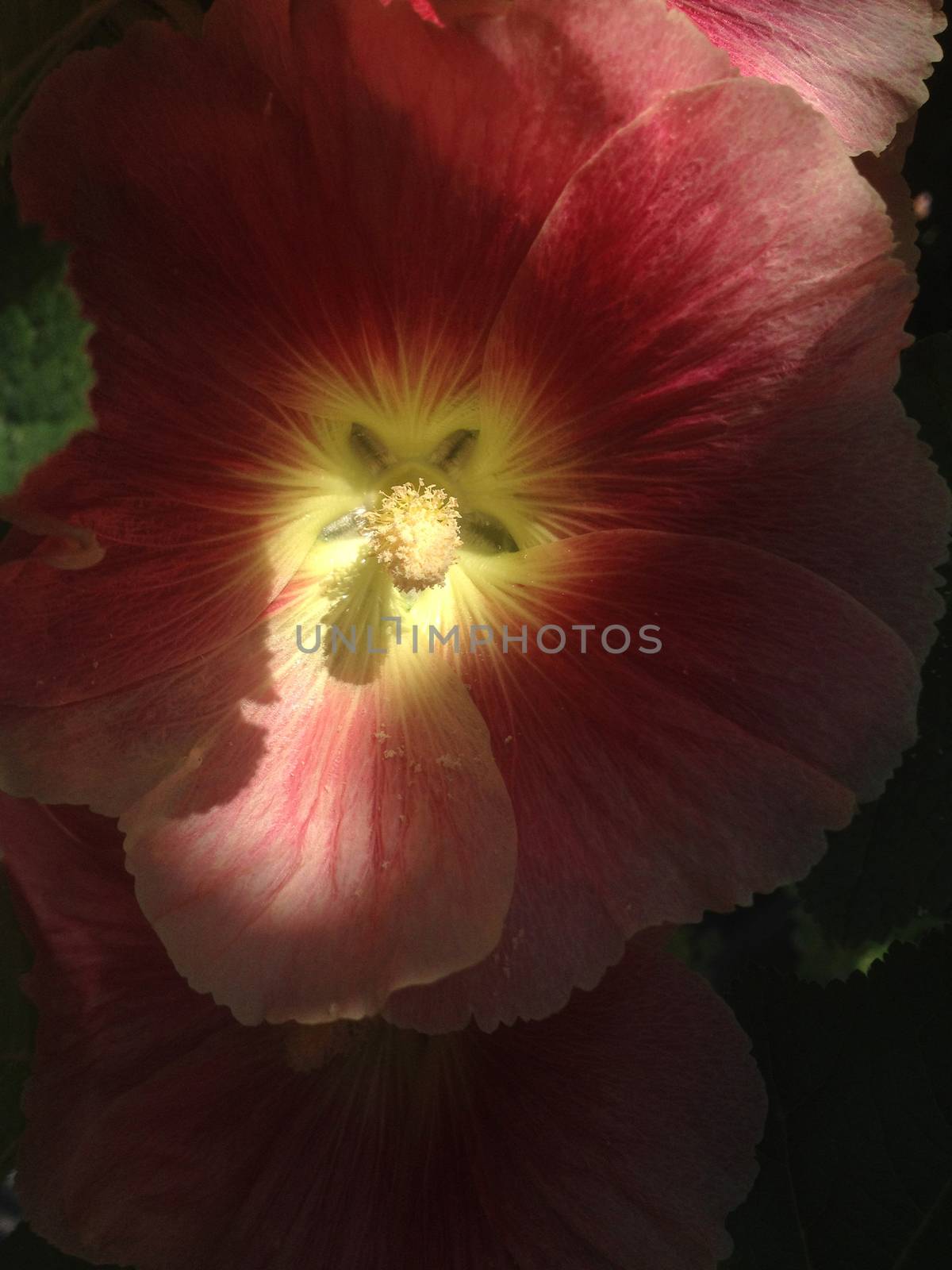 Red Hollyhock Flowers by mmm
