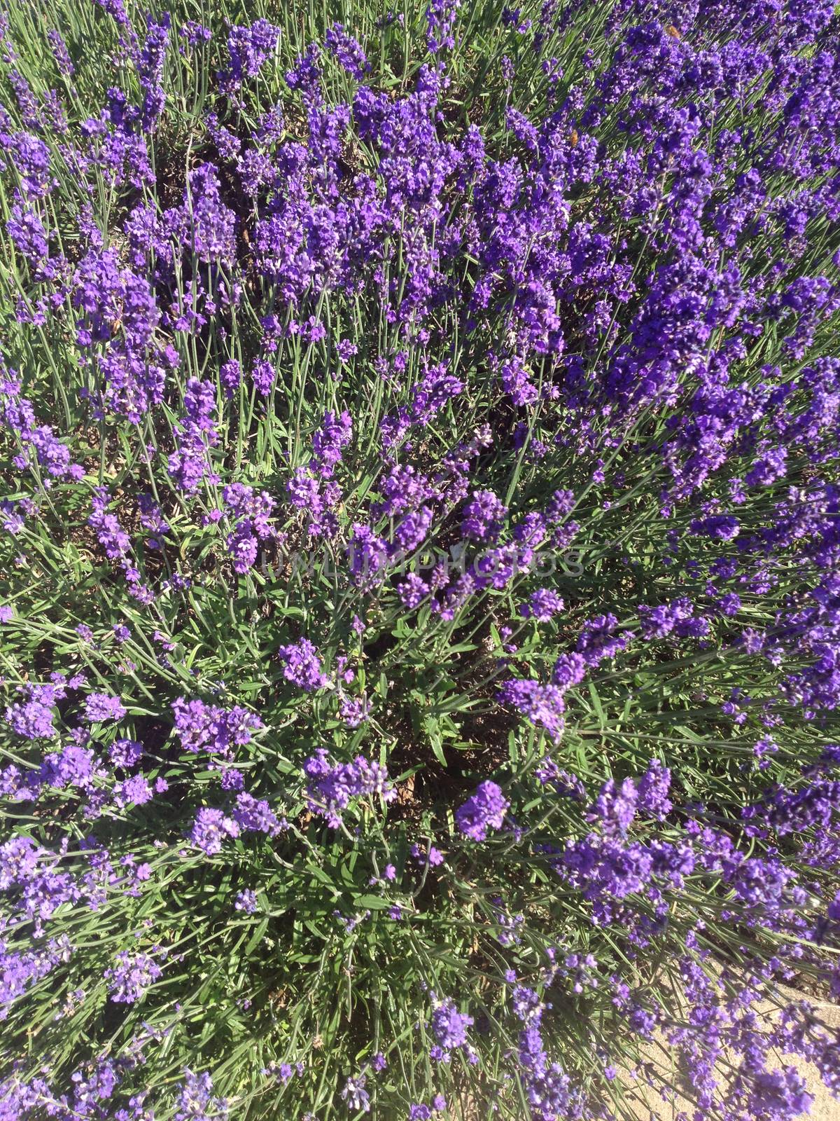 Purple lavender flowers forming a dense bush