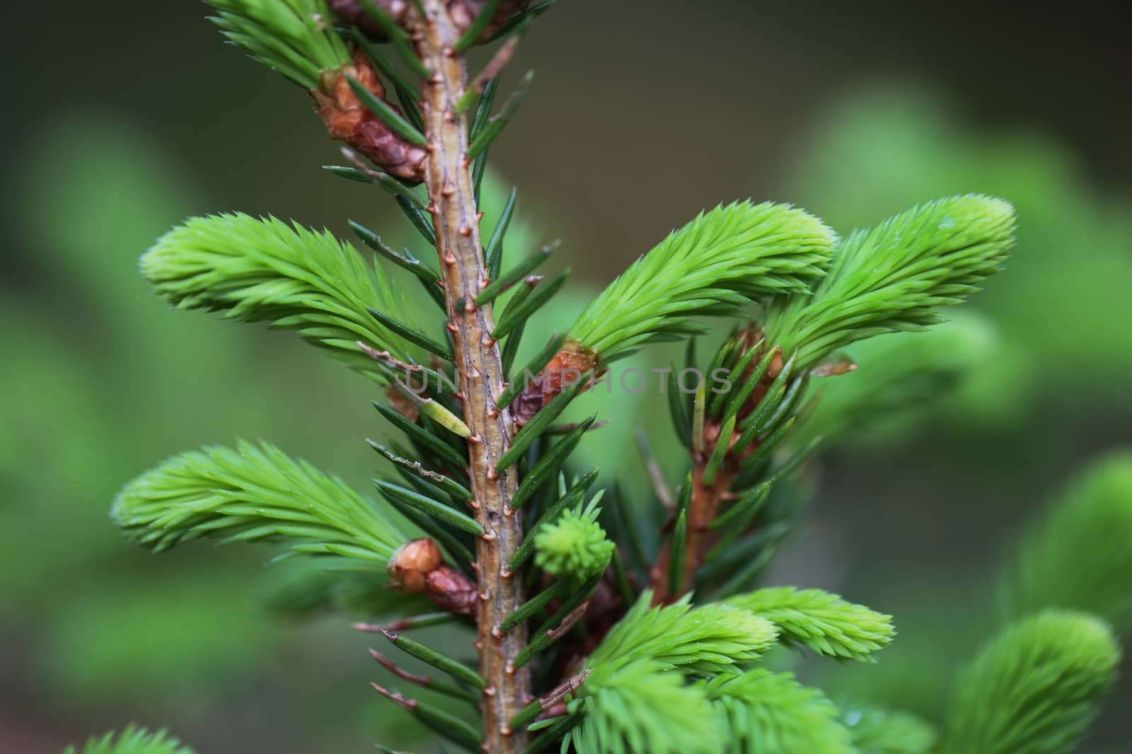 Macro photo of fresh shoots of young spruce needles.