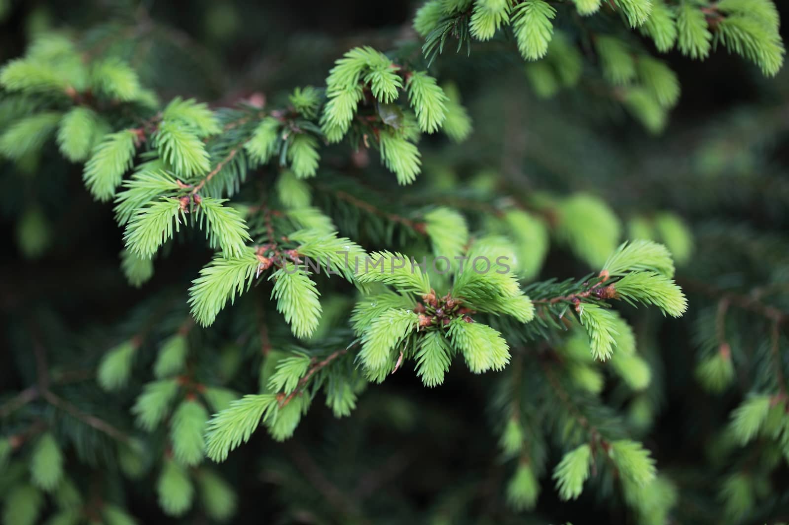 Macro photo of a fresh shoot of young spruce needles.