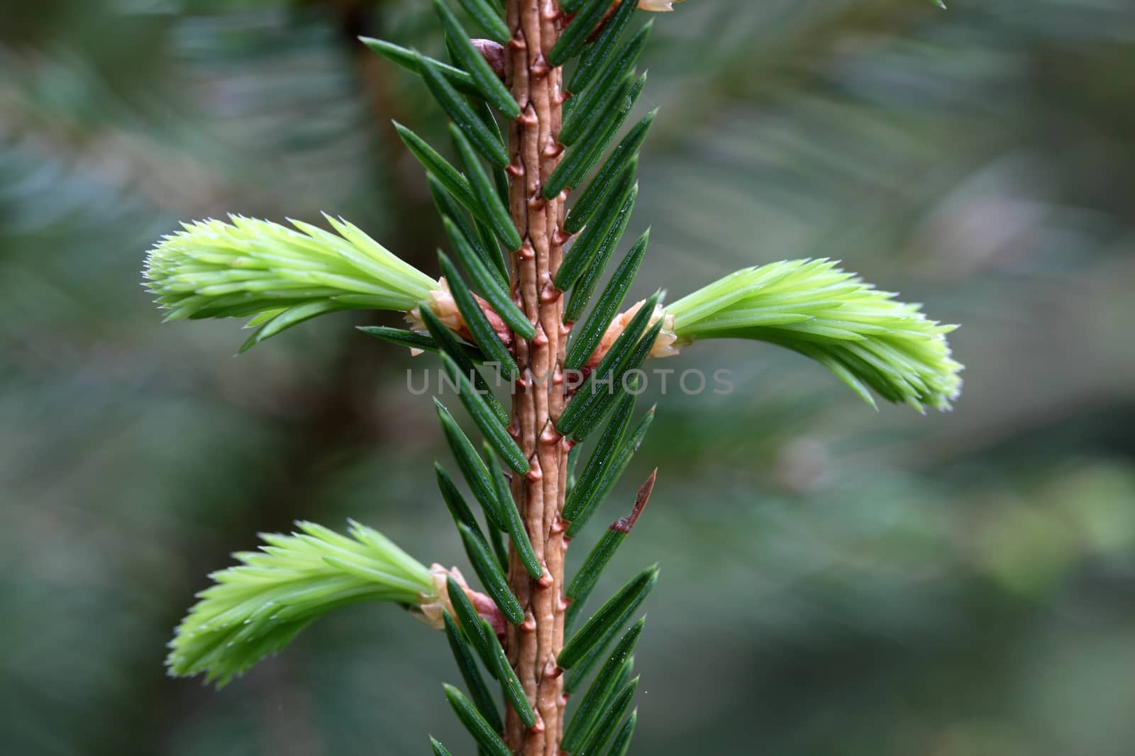 Macro photo of fresh shoots of young spruce needles.