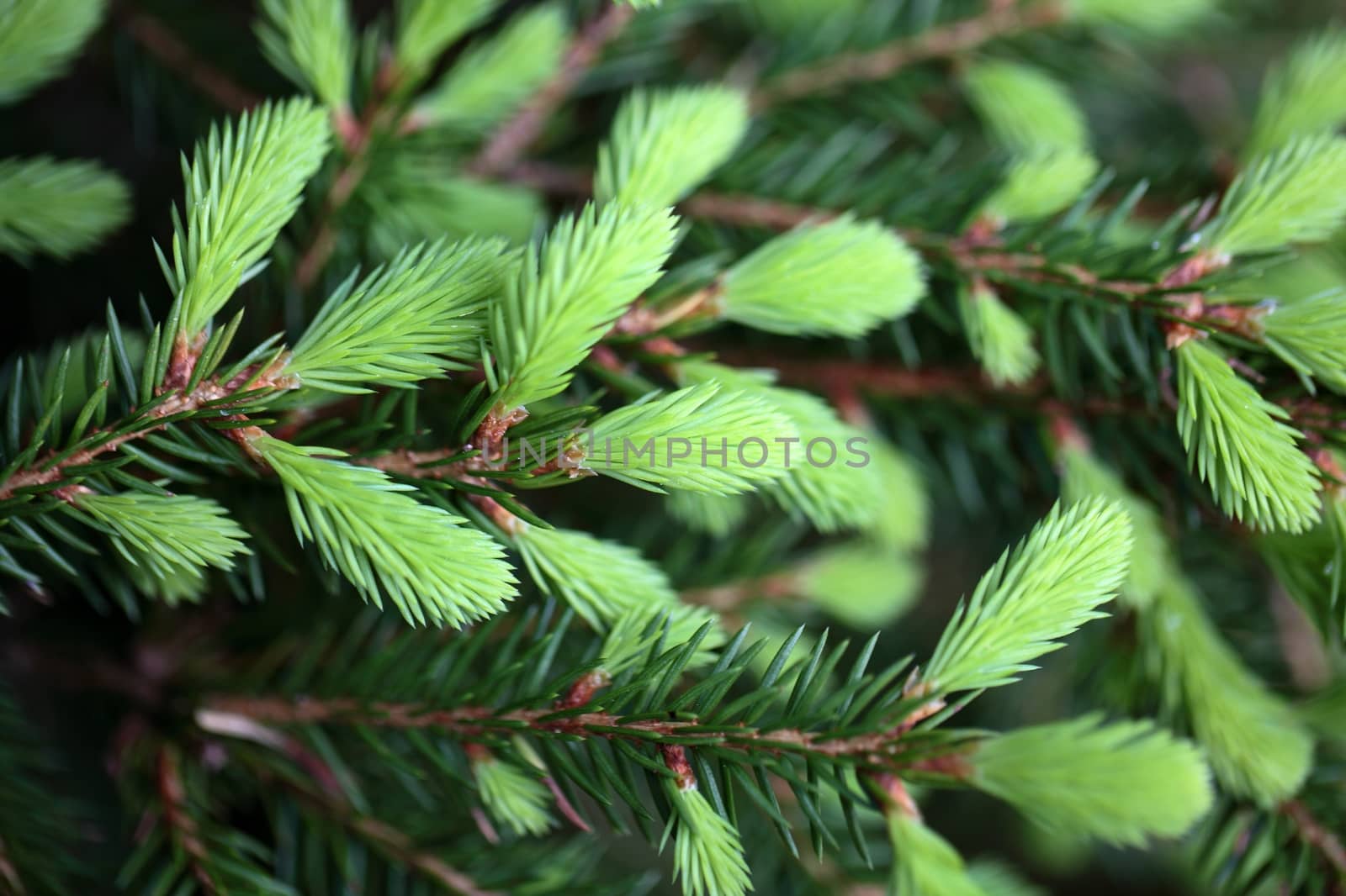 Macro photo of fresh shoots of young spruce needles.