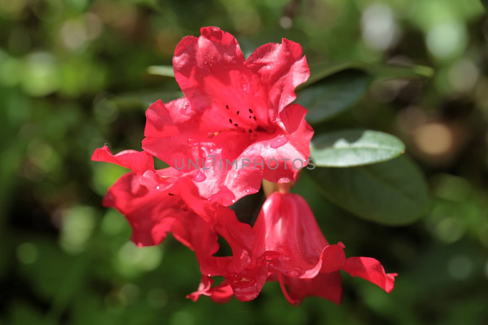 A macro photo of red Rhododendron flowers
