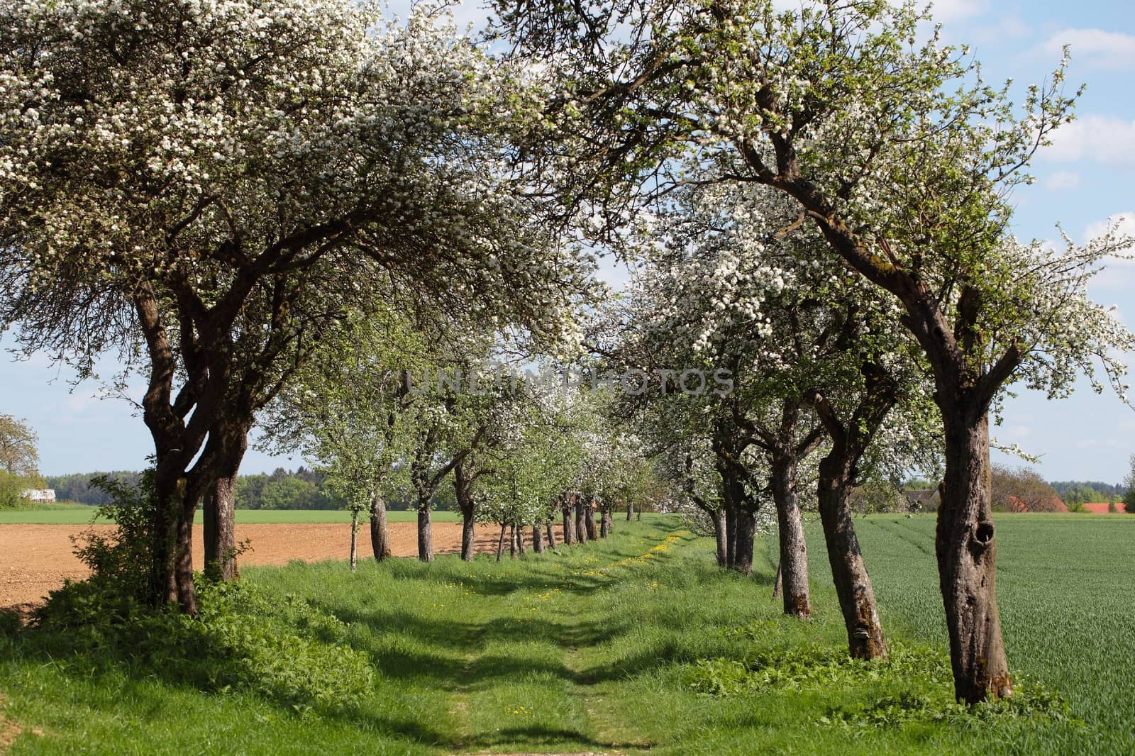 A way with old apples trees in flower. 