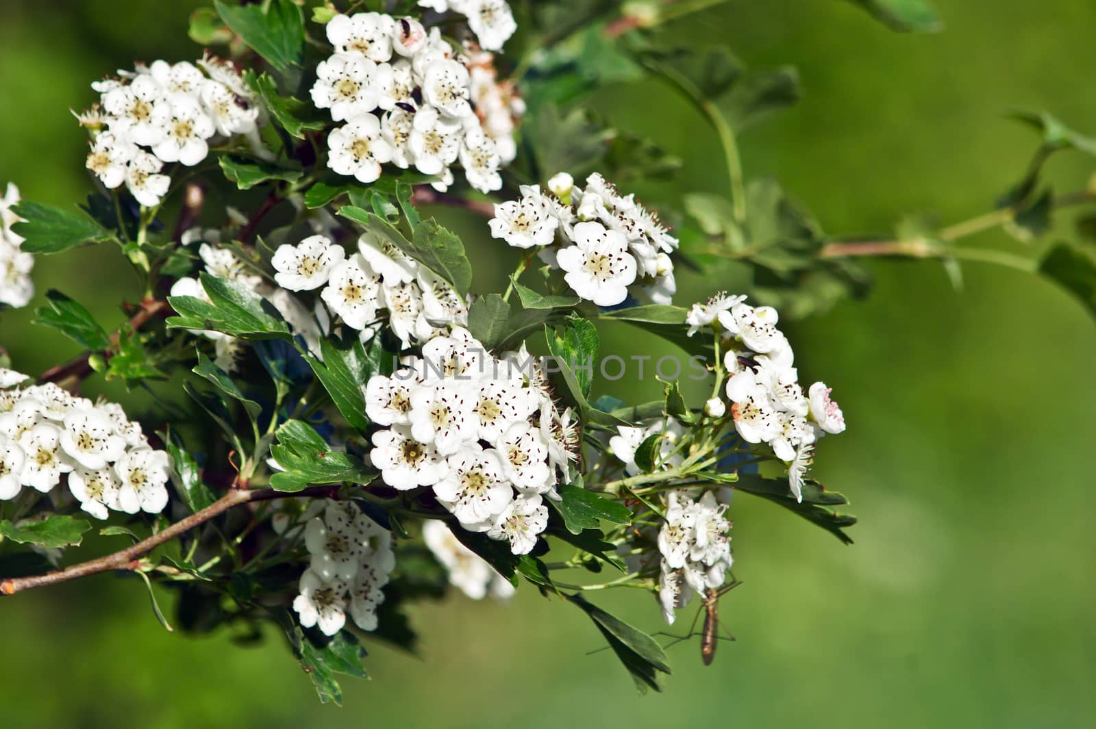 The hawthorn shrubs (Crataegus oxyacantha) flower healing.