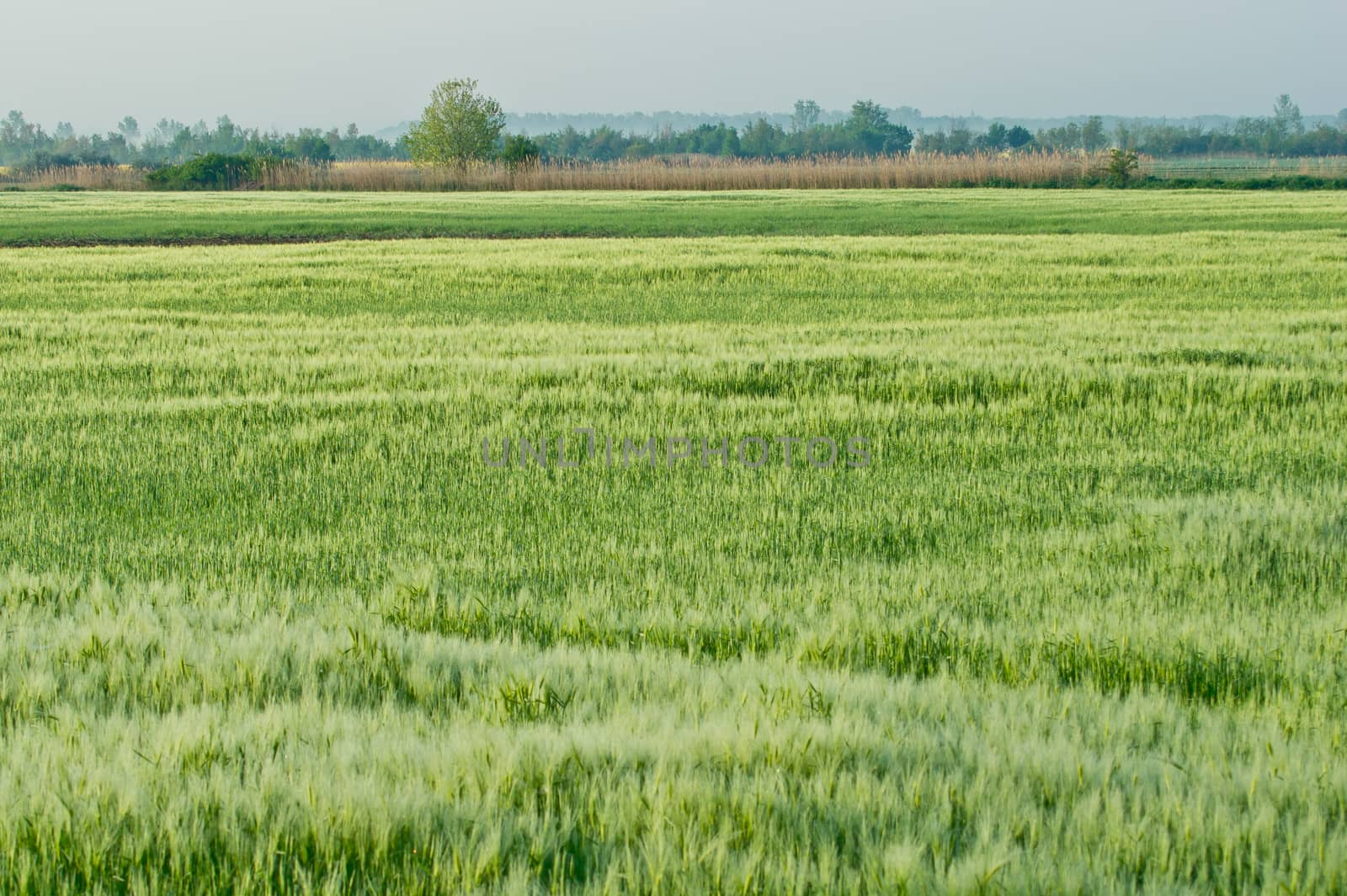 The cereal is barley (Hordeum vulgare) field.