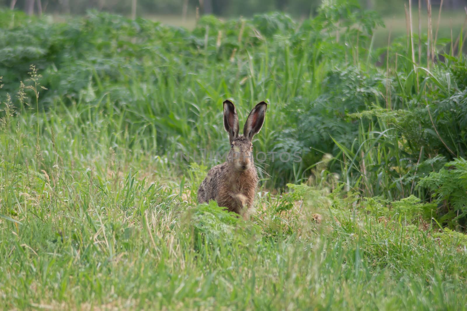 The rabbit goes to the field road