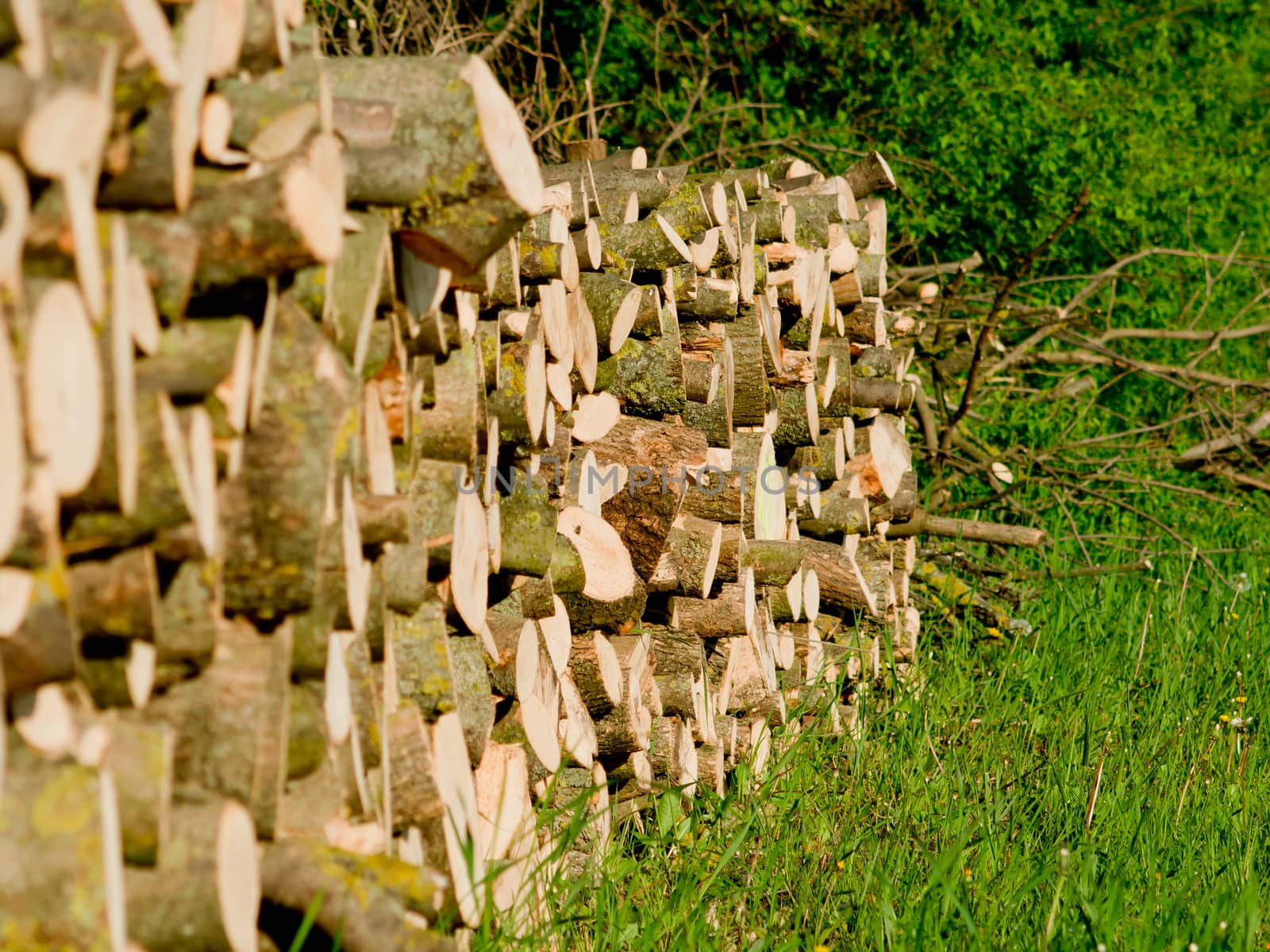 The cut wood pile in the woods.