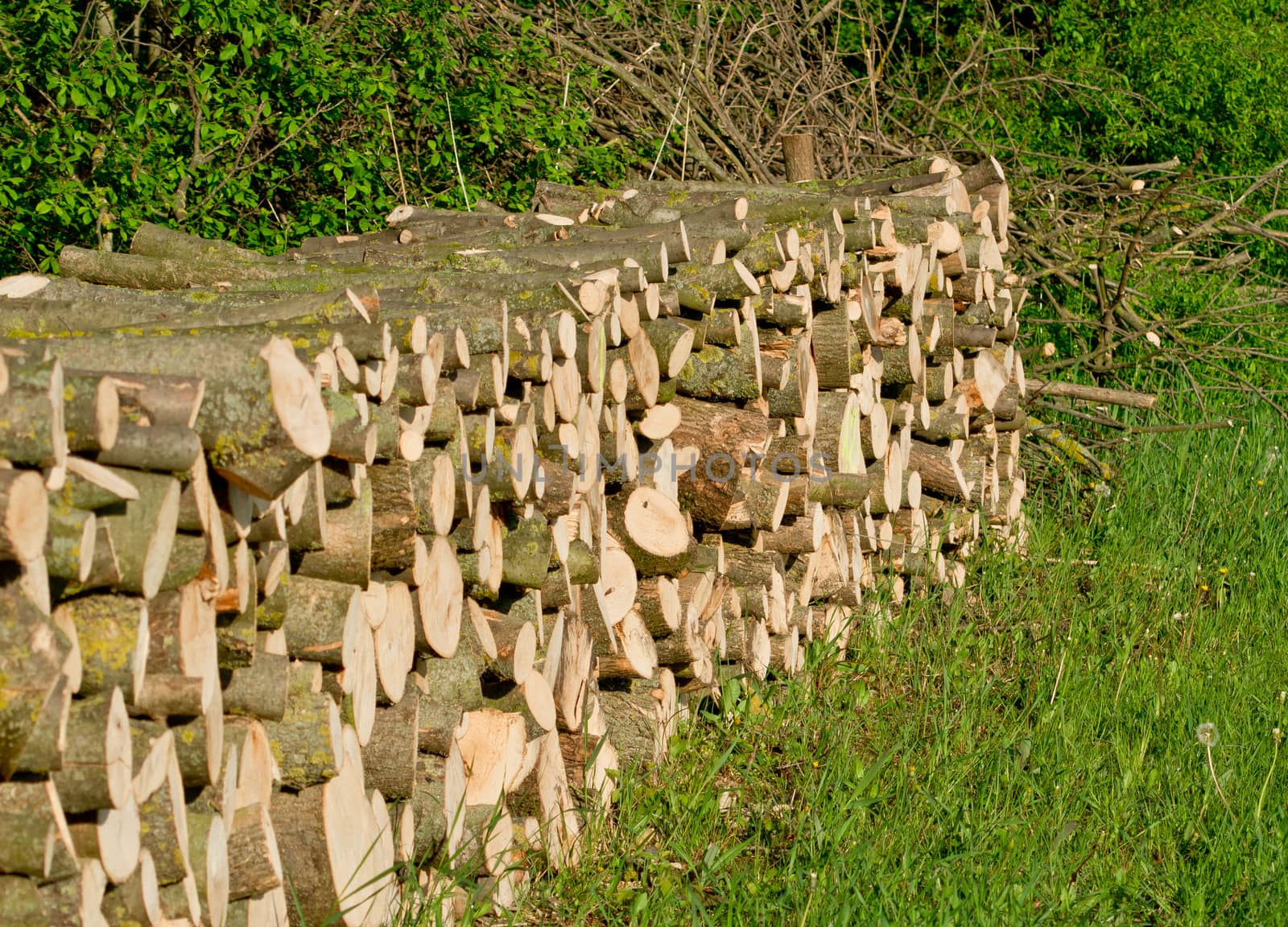 The cut wood pile in the woods.