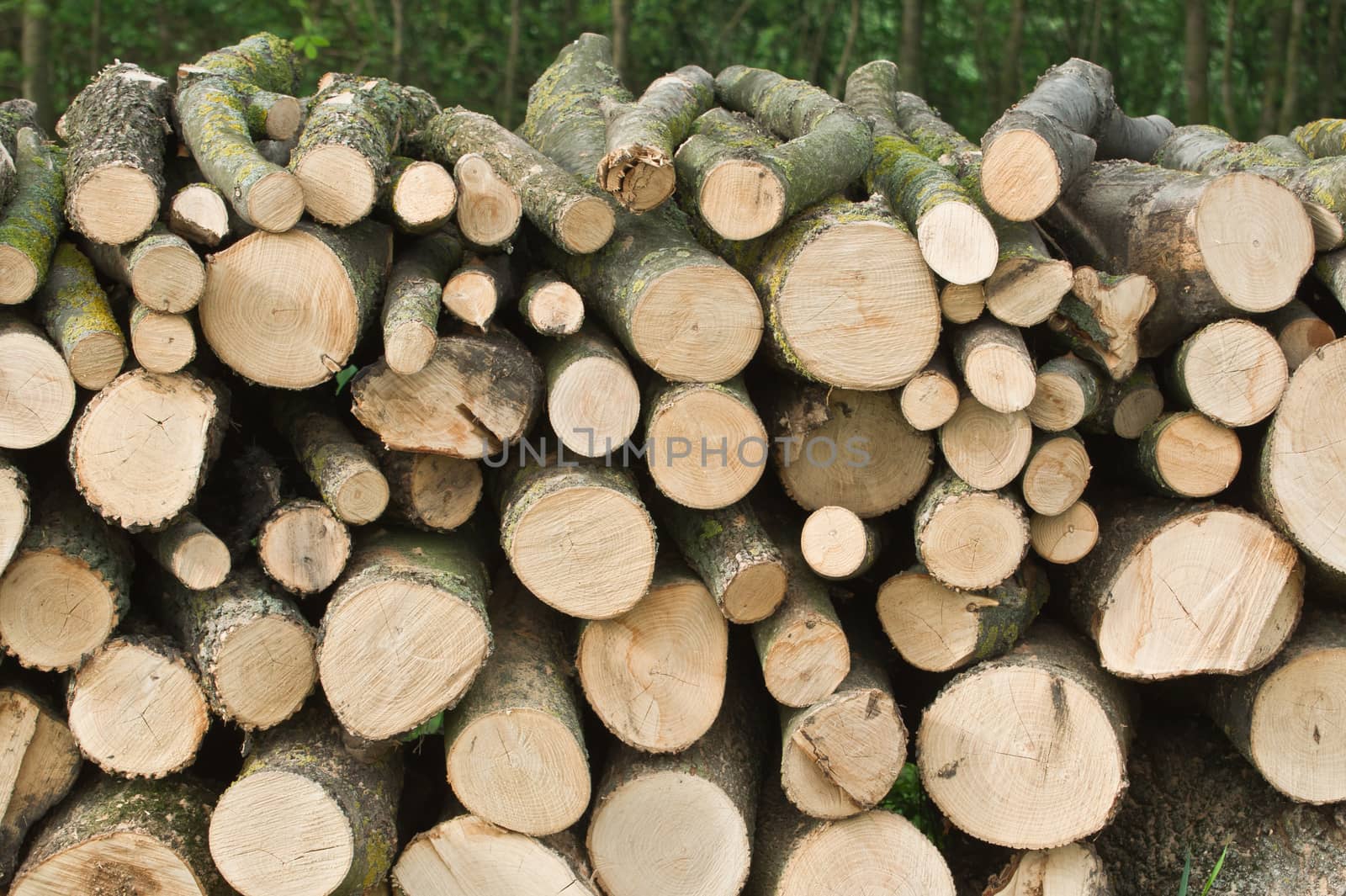 The cut wood pile in the woods.