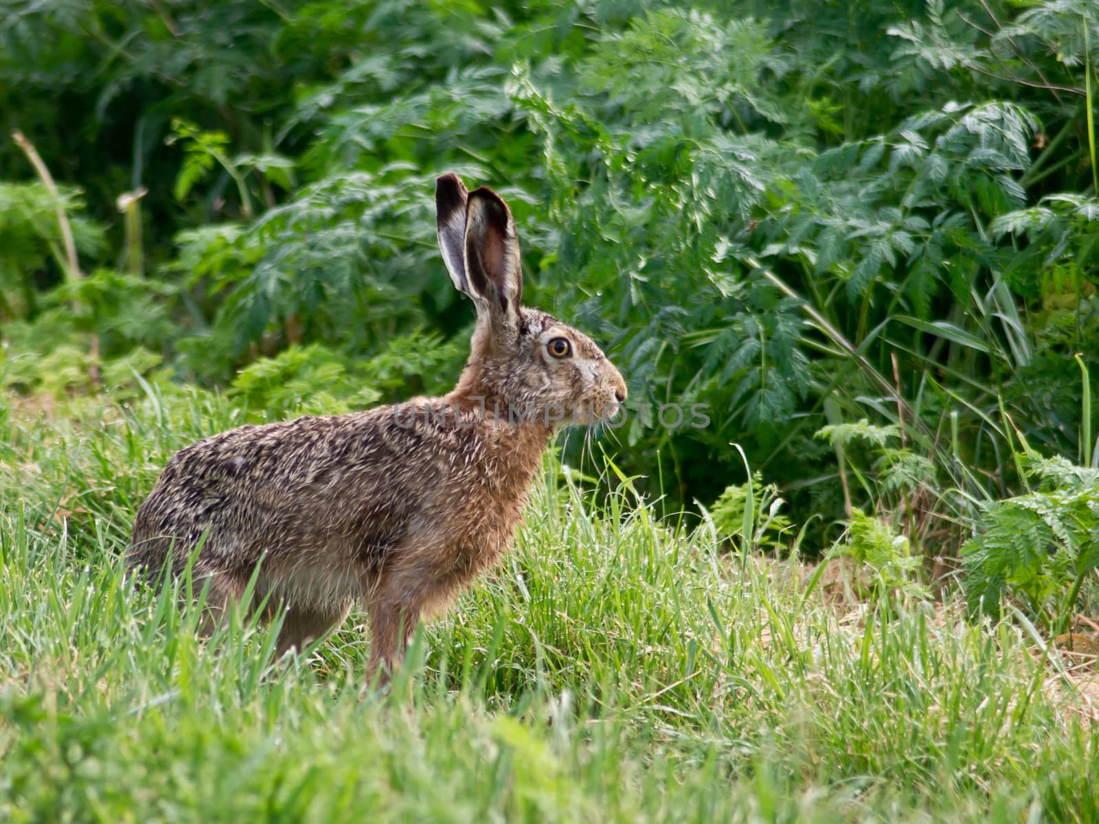 The rabbit goes to the field road