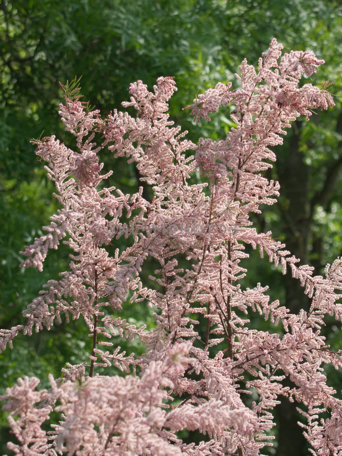 Flowering tamarisk (Tamarix tetrandra) shrub in the park.