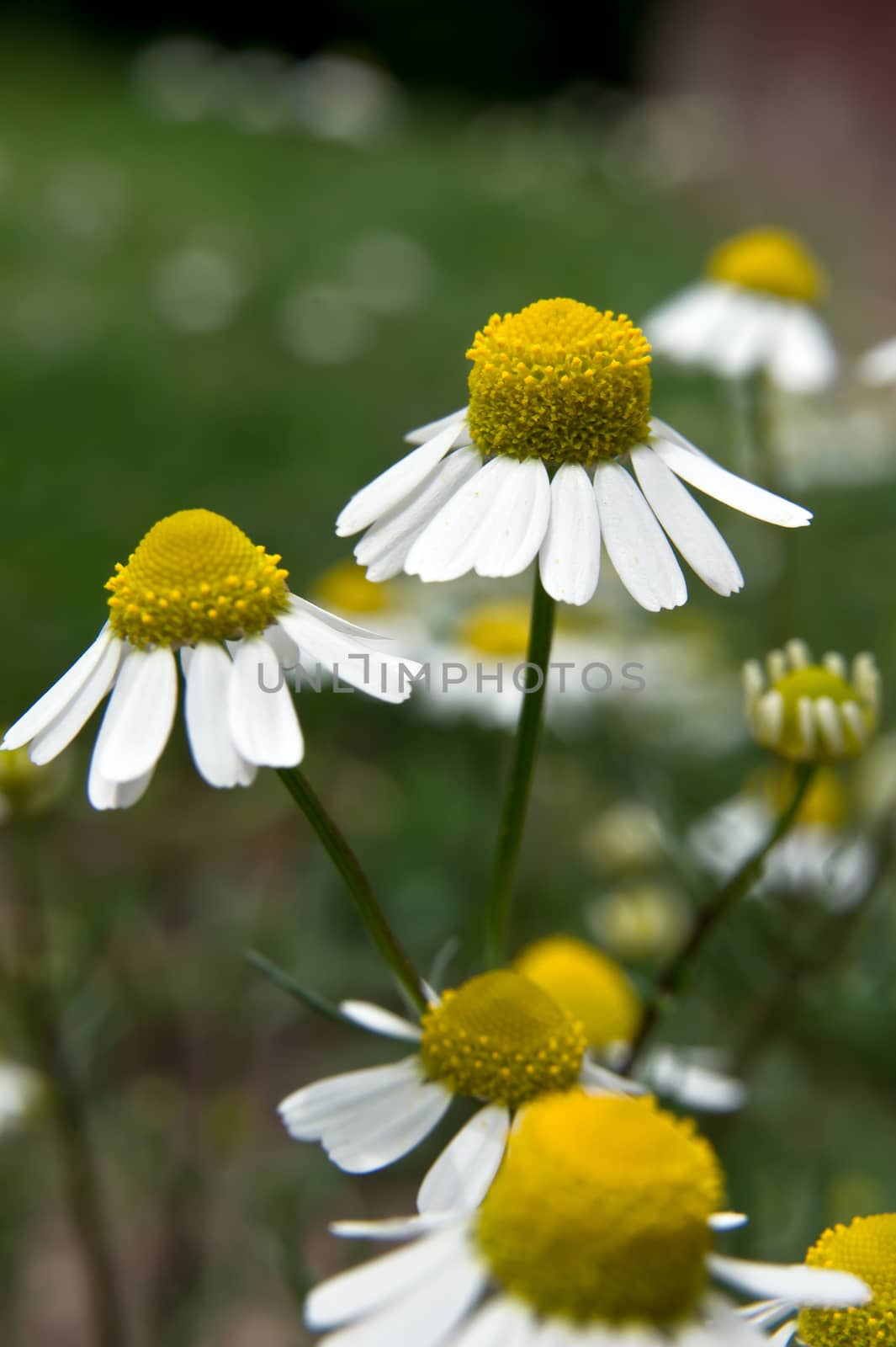 Chamomile flowers in the field of healing.