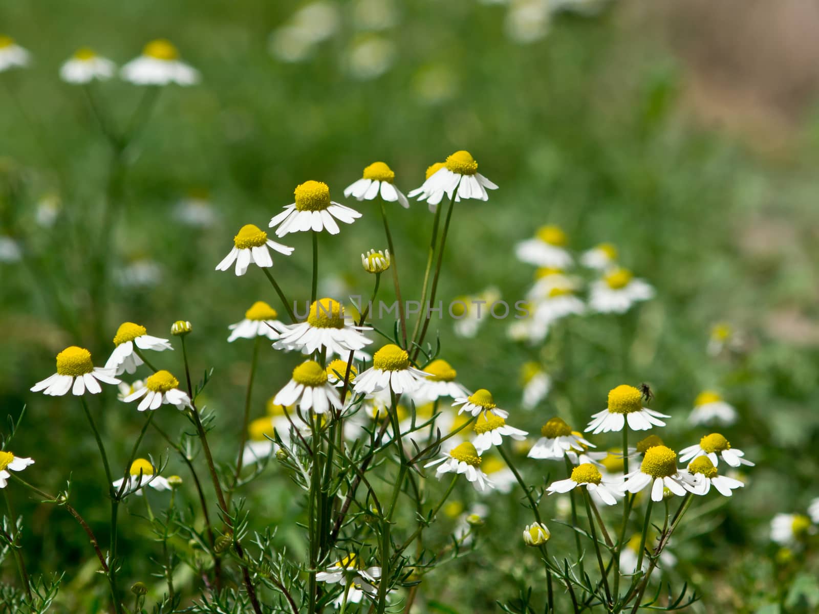 Chamomile flowers in the field of healing.