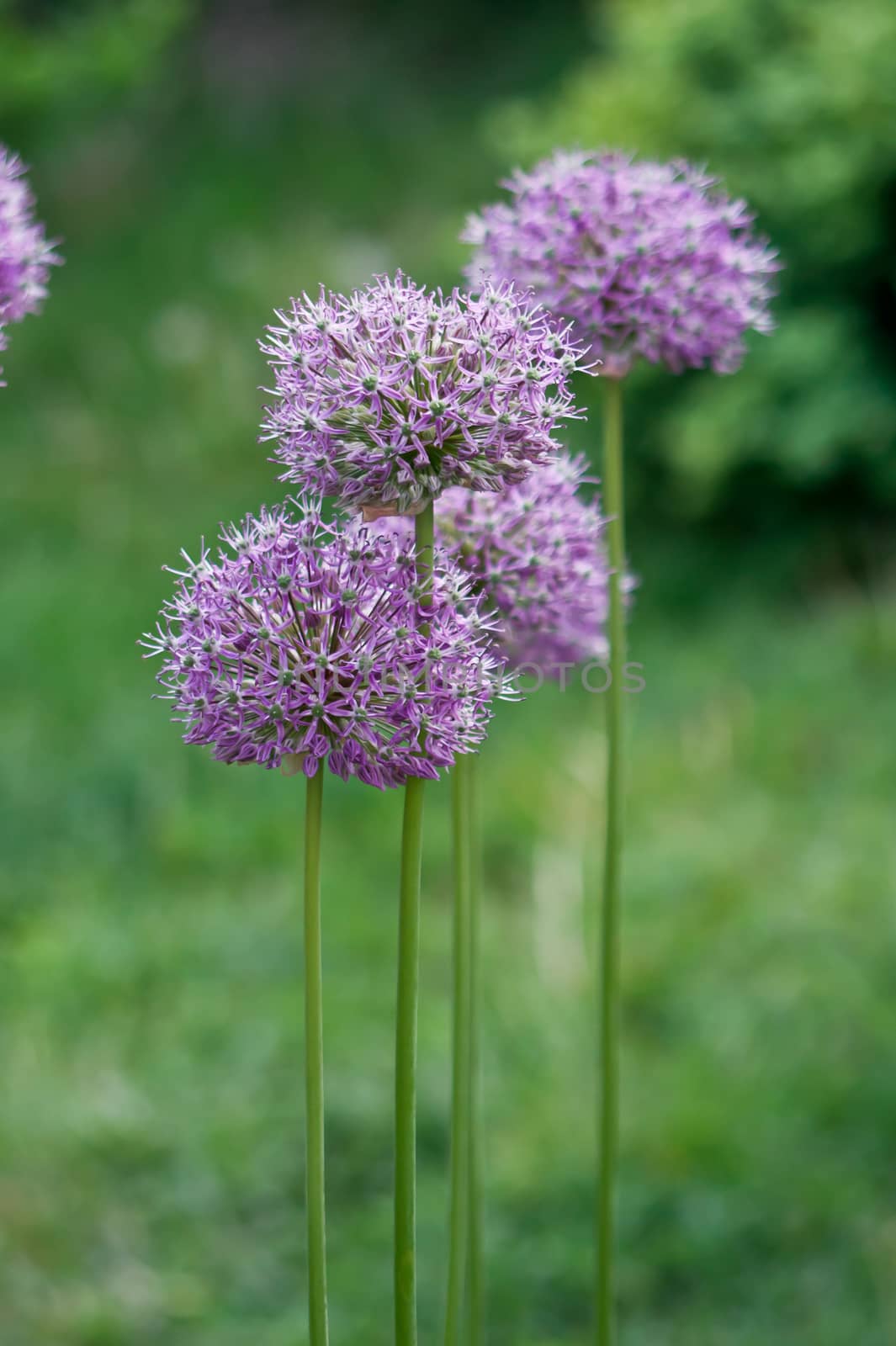 The ornamental onions in the spring flower garden ornament.