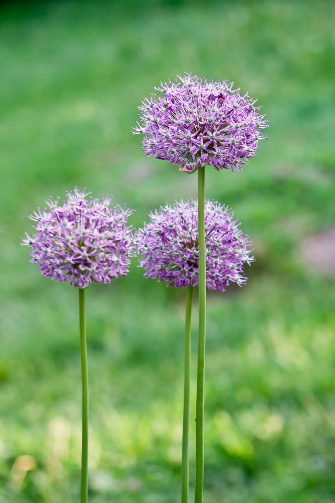 The ornamental onions in the spring flower garden ornament.