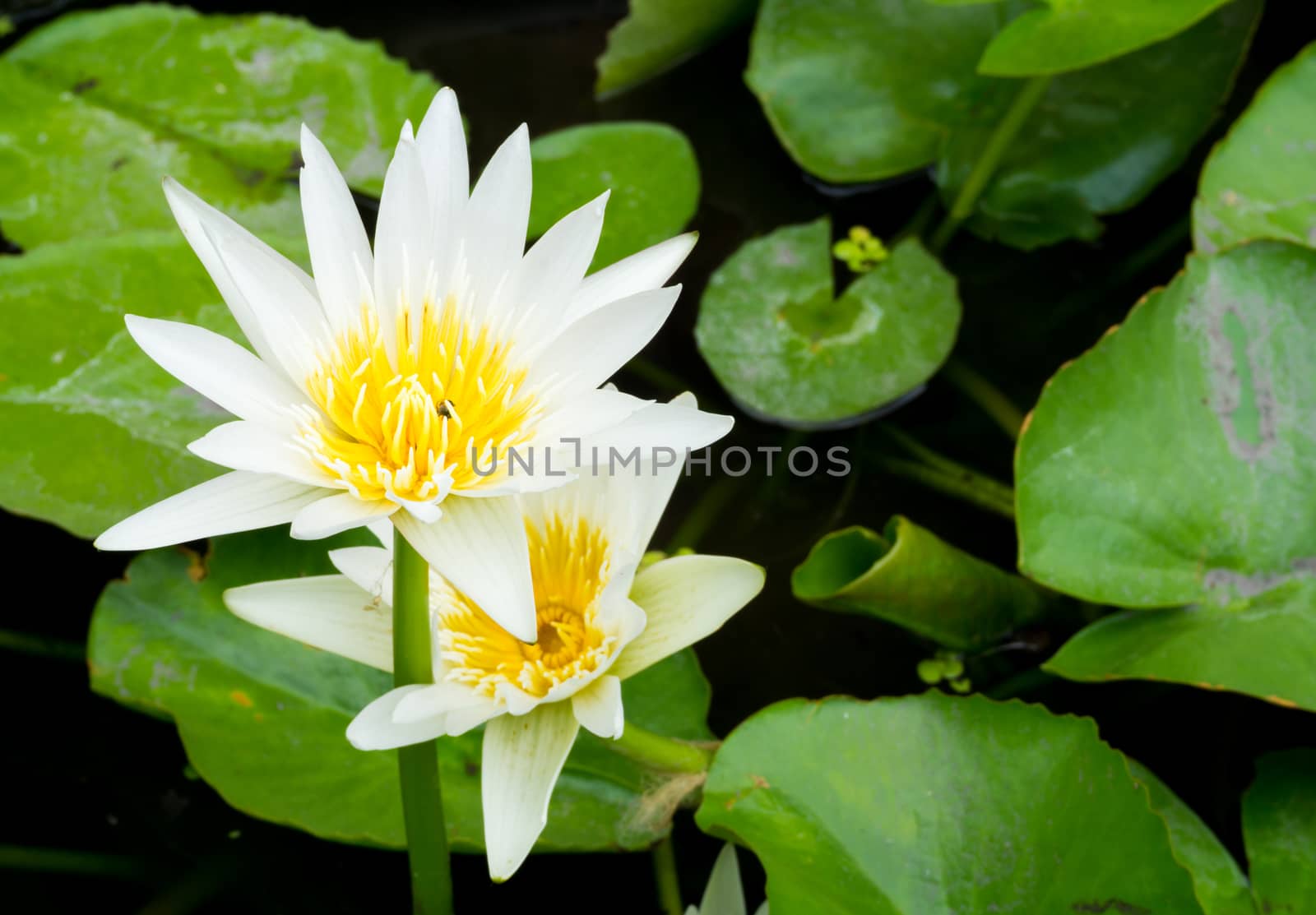 White Blossom Lotus Flower; Focused on Flower