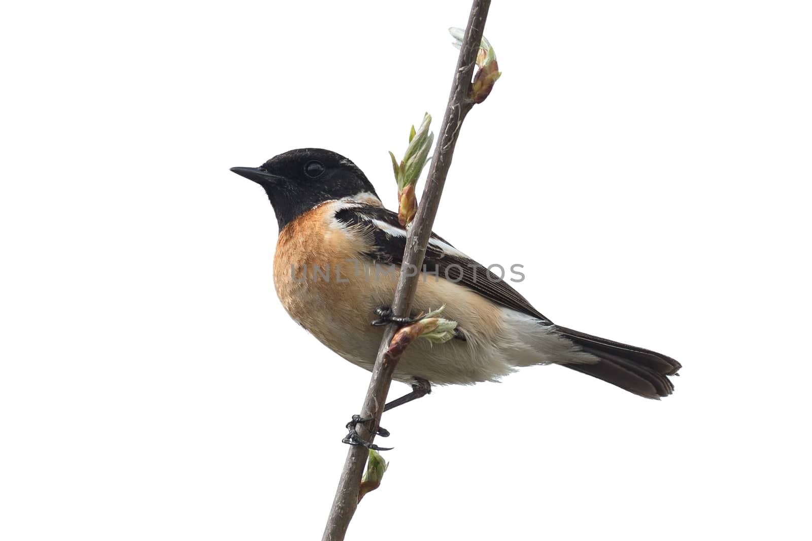 Male stonechat sitting on a branch isolated on white background