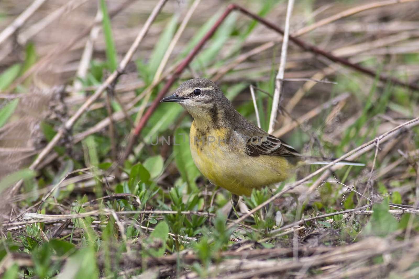 female Yellow wagtail (Wagtail Motacilla flava) sitting on the grass