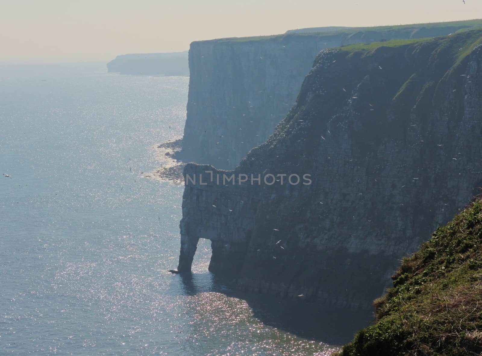 Bempton Cliffs. by paulst