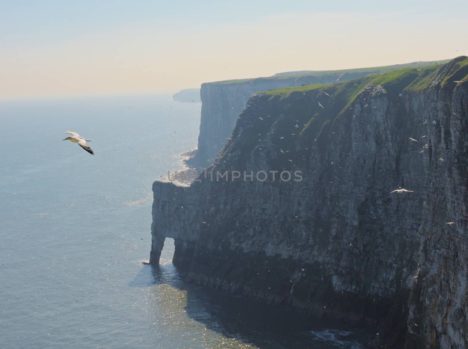 An image of Bempton Cliffs, a nature reserve on the beautiful Yorkshire coast.