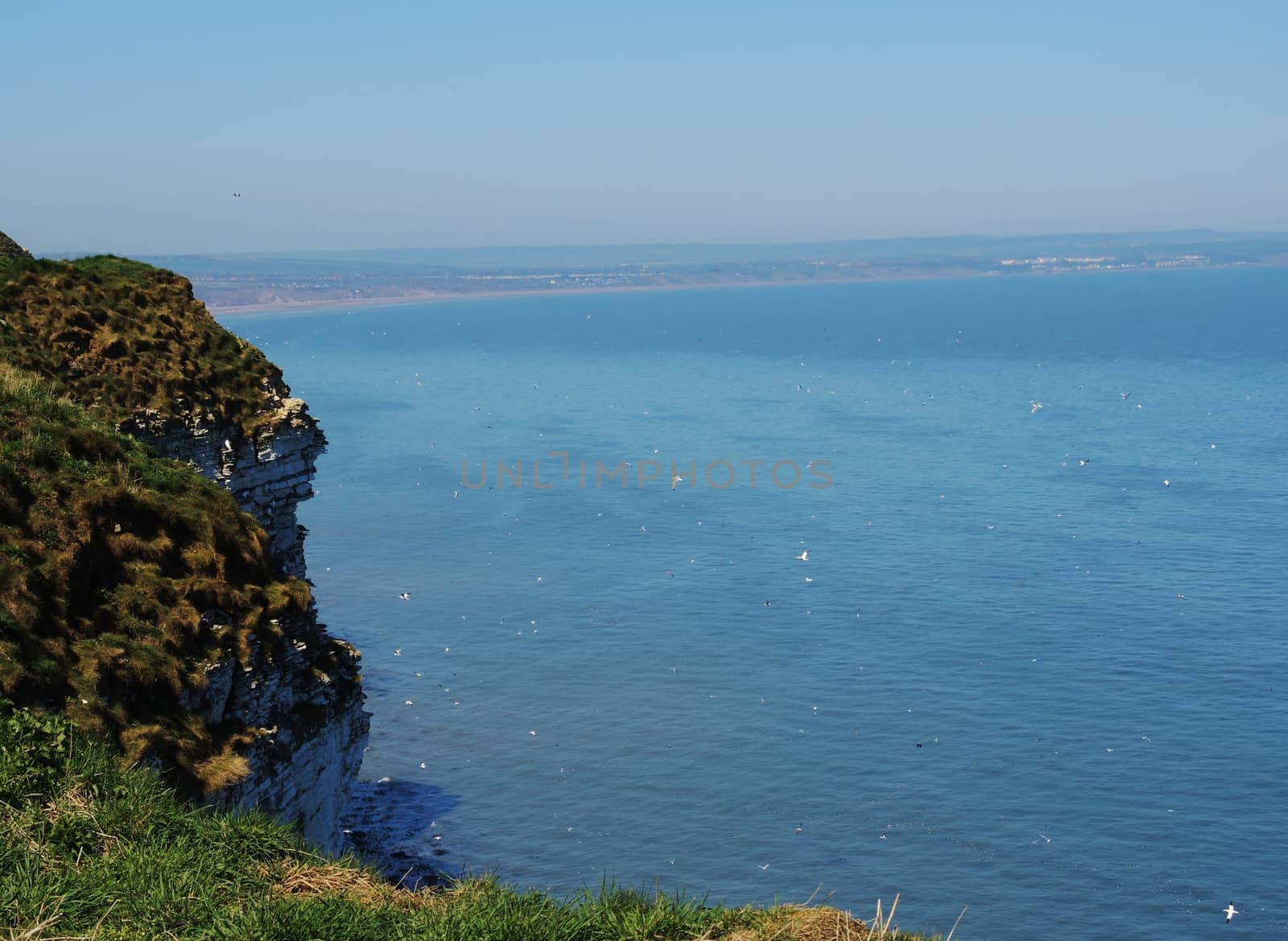 An image from Bempton Cliffs, a nature reserve on the beautiful Yorkshire coast.