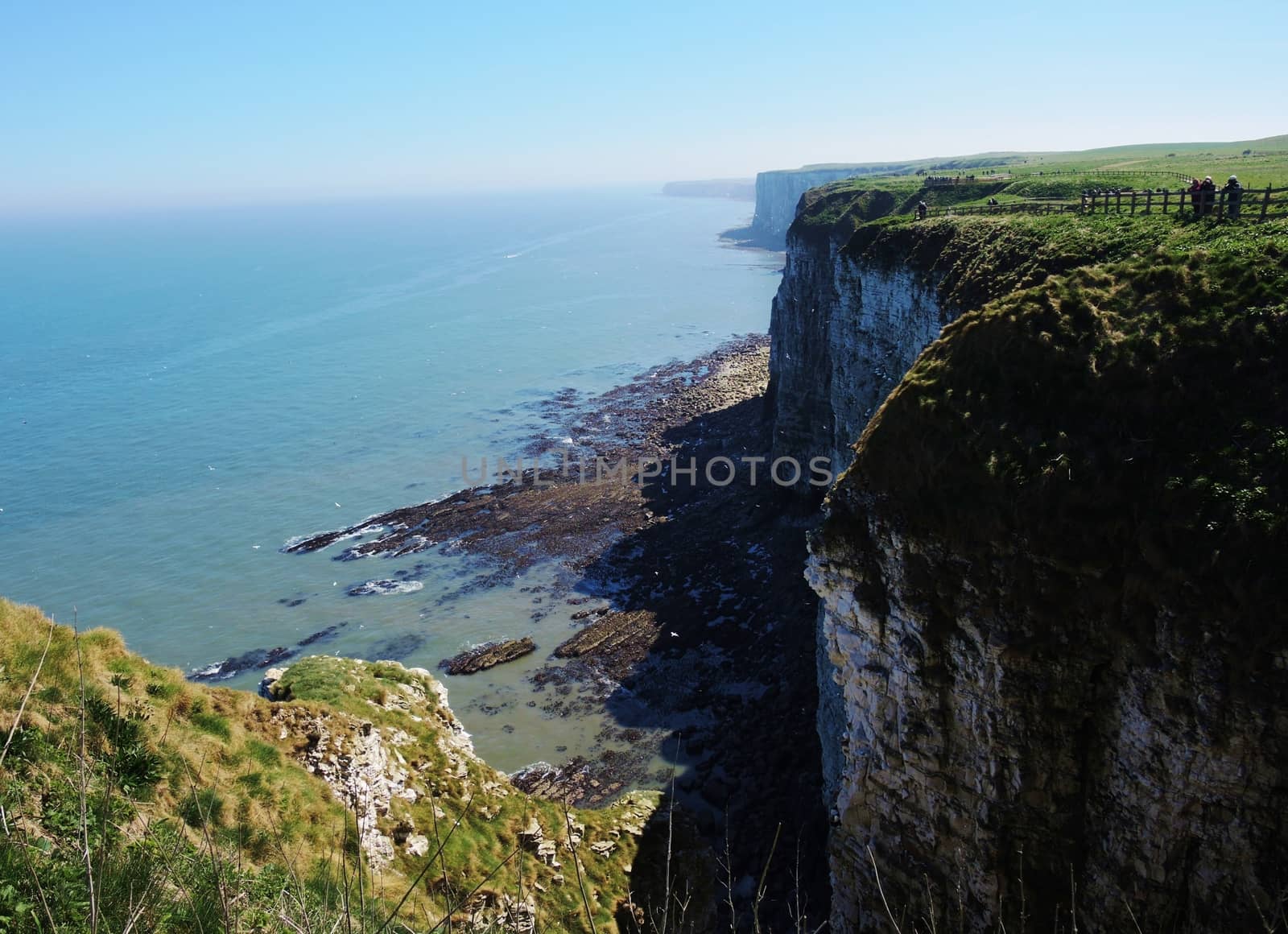 Bempton Cliffs. by paulst