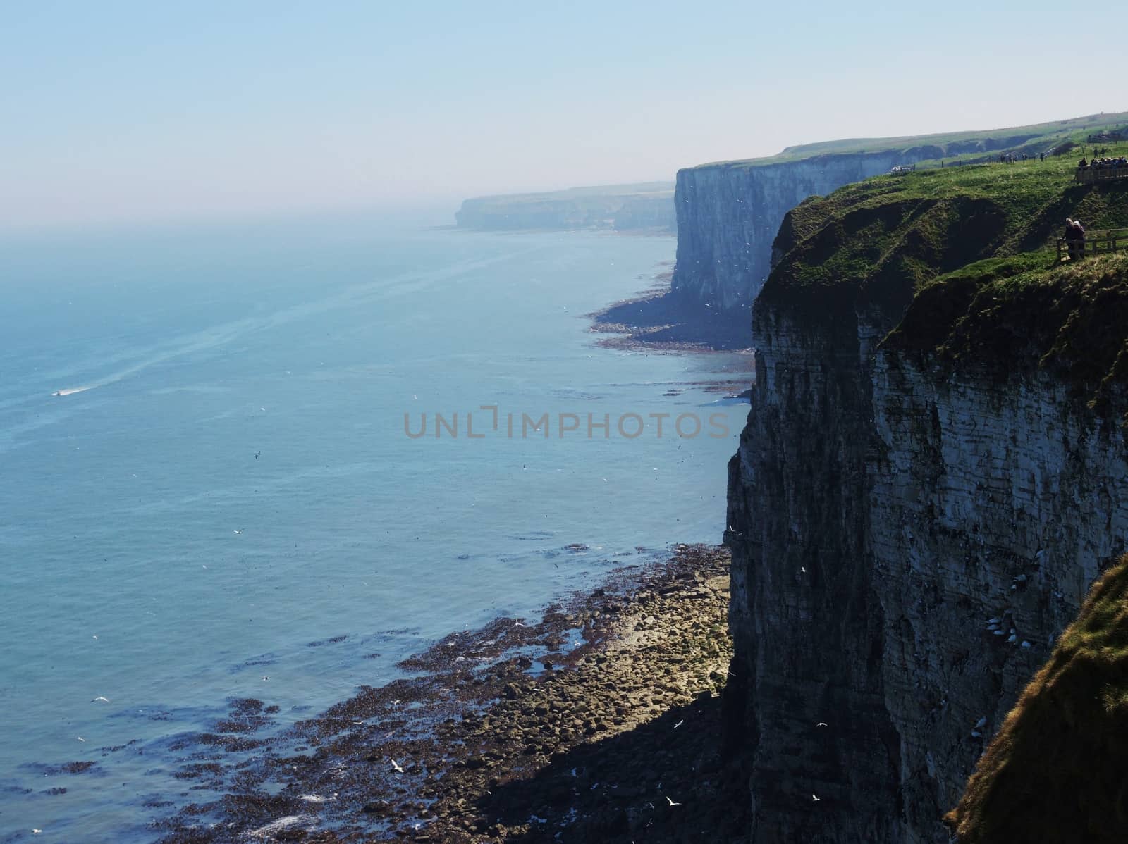 An image from Bempton Cliffs, a nature reserve on the beautiful Yorkshire coast.