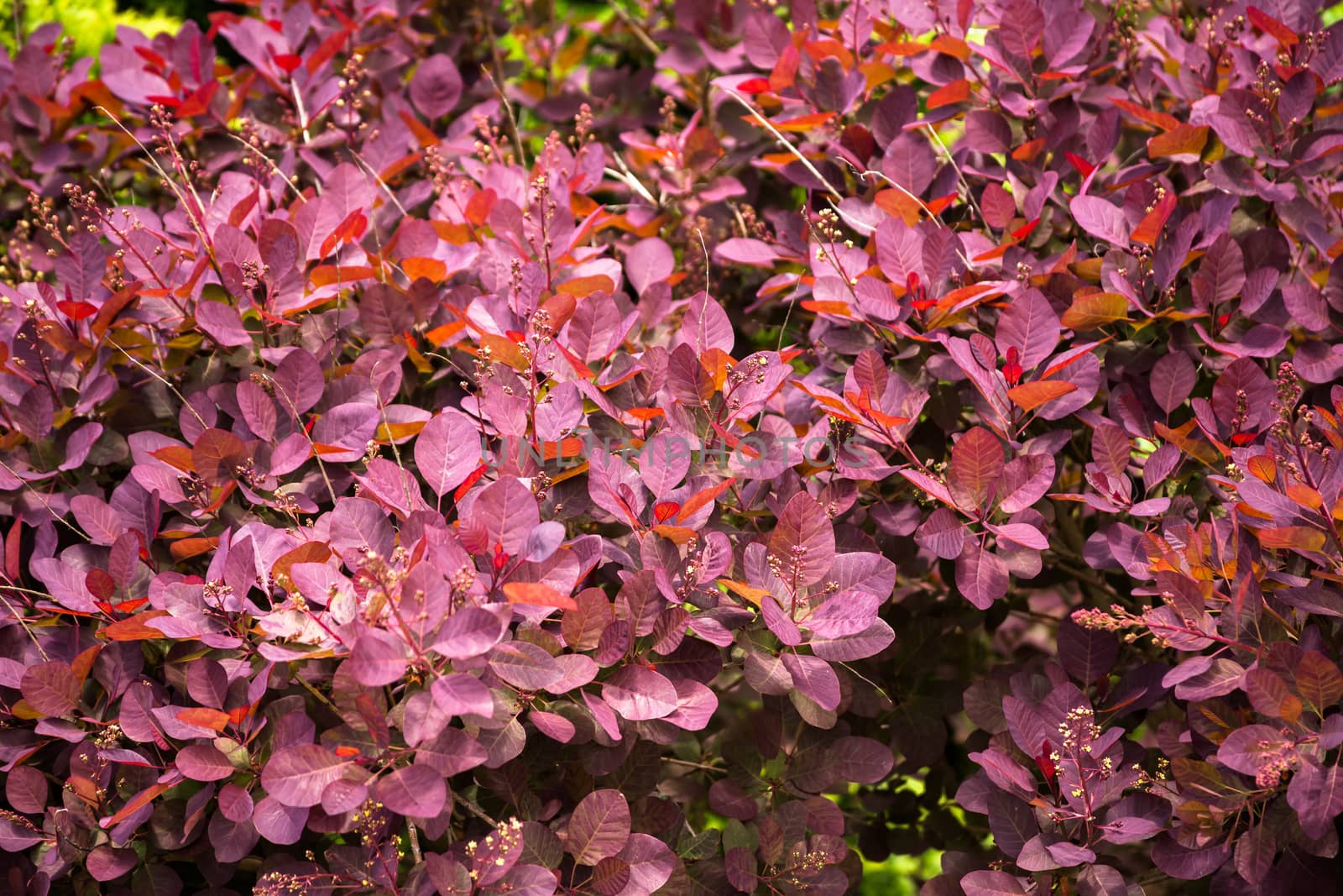 Pink, brown and red barberry bush in spring garden