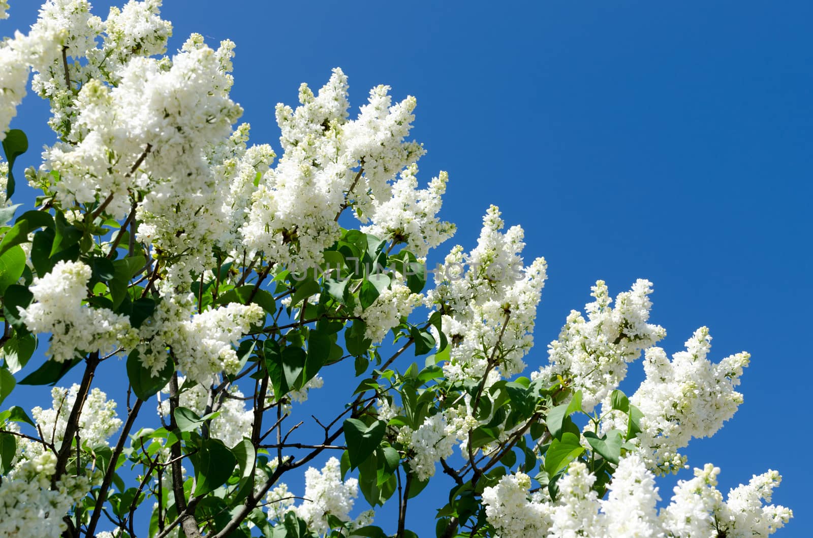 White blooming lilac in springtime by DNKSTUDIO