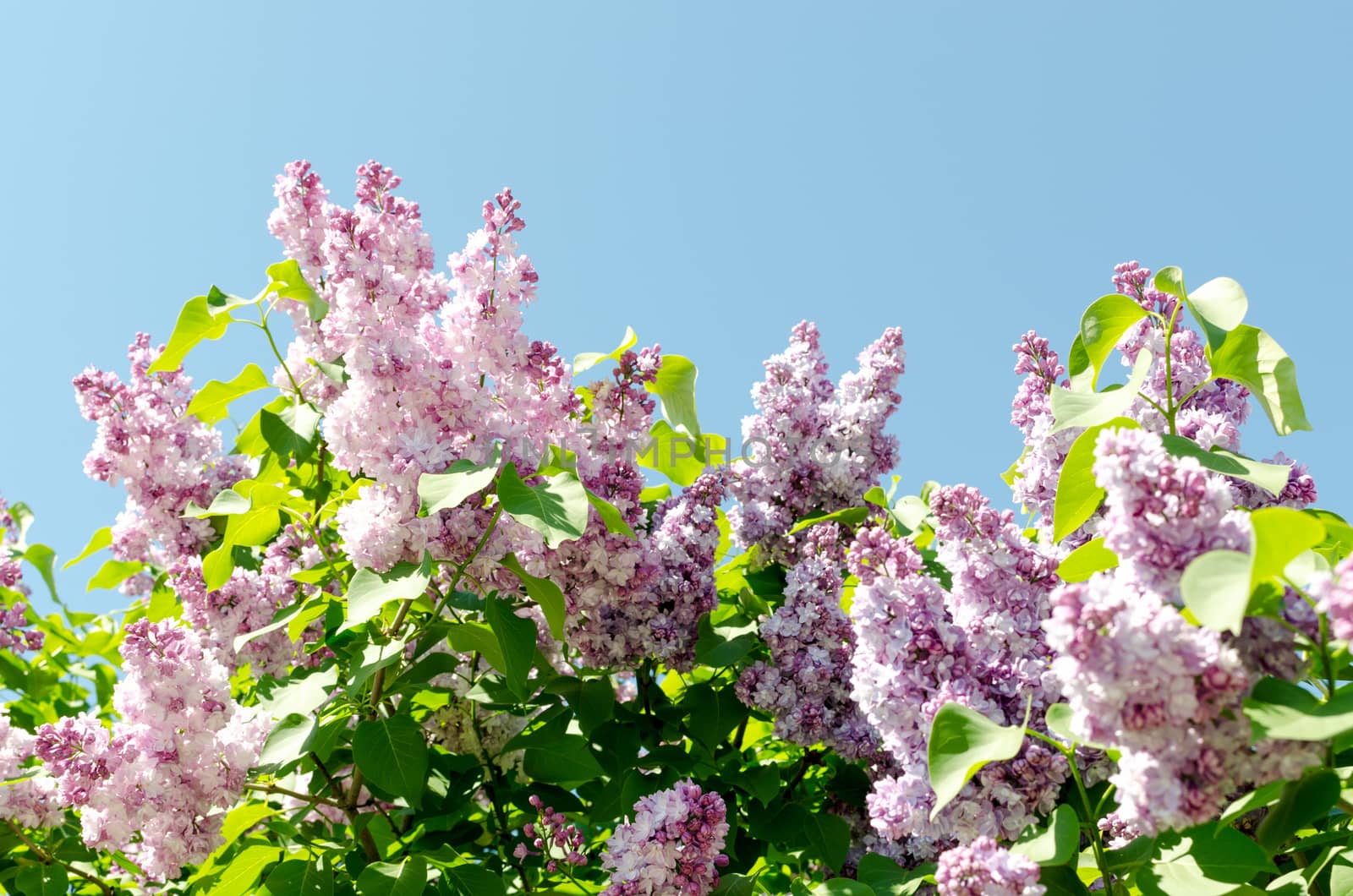 Closeup of blossomed lilac flower bushes against blue sky