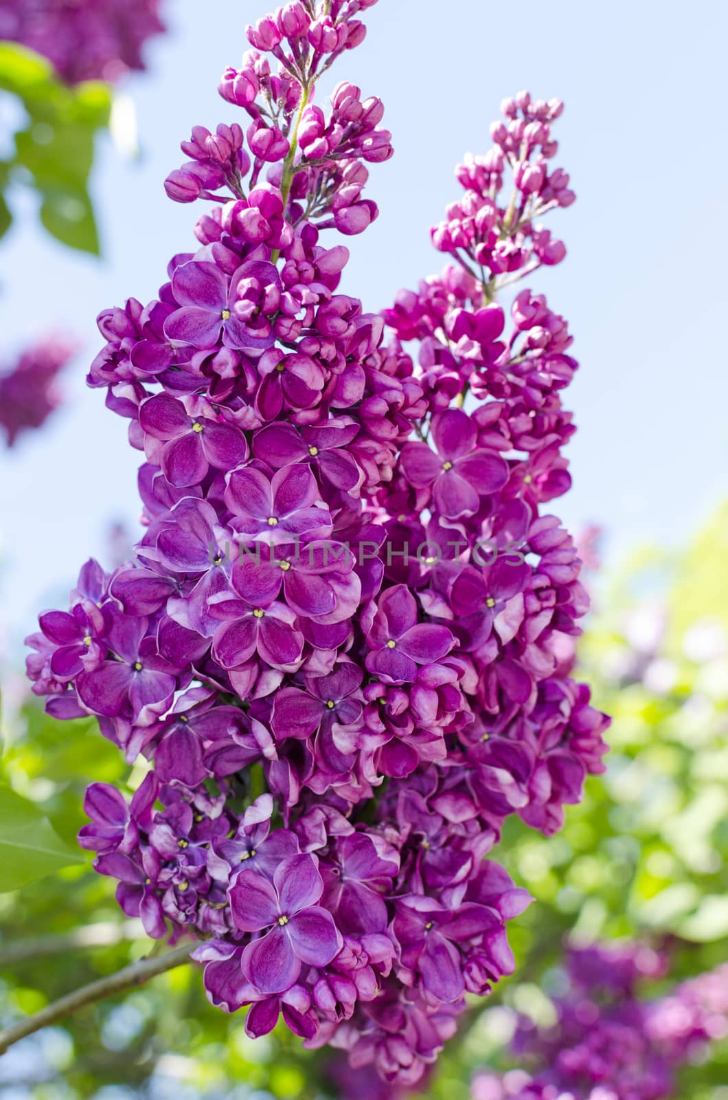 Dark pink lilac branch