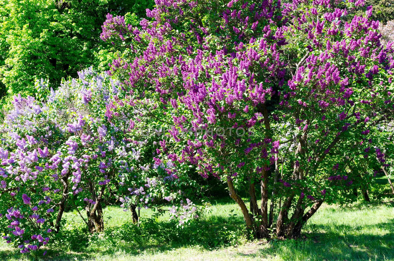 bunch of violet lilac flower