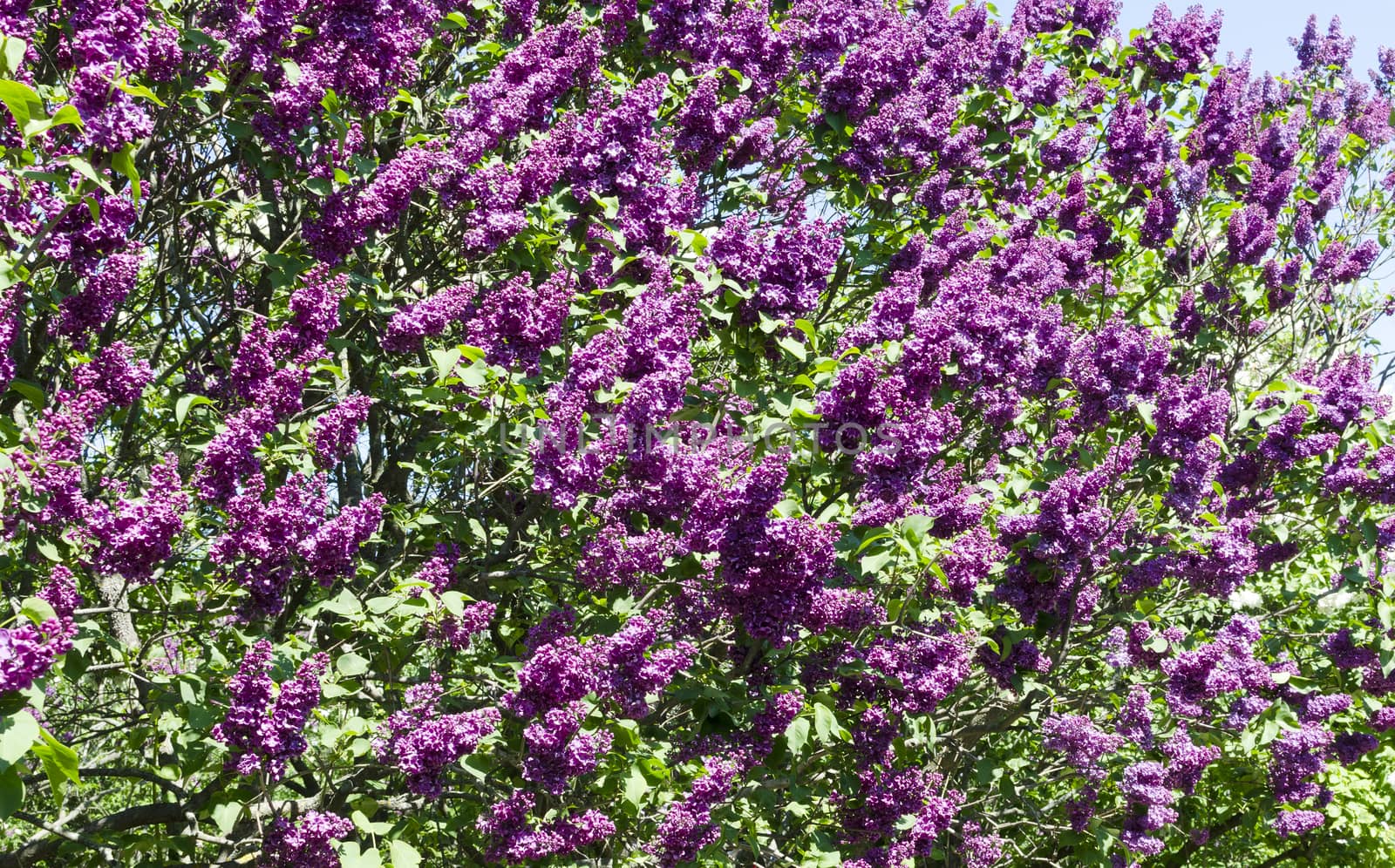 Bunch of violet lilac flower in sunny spring day in front of blue sky