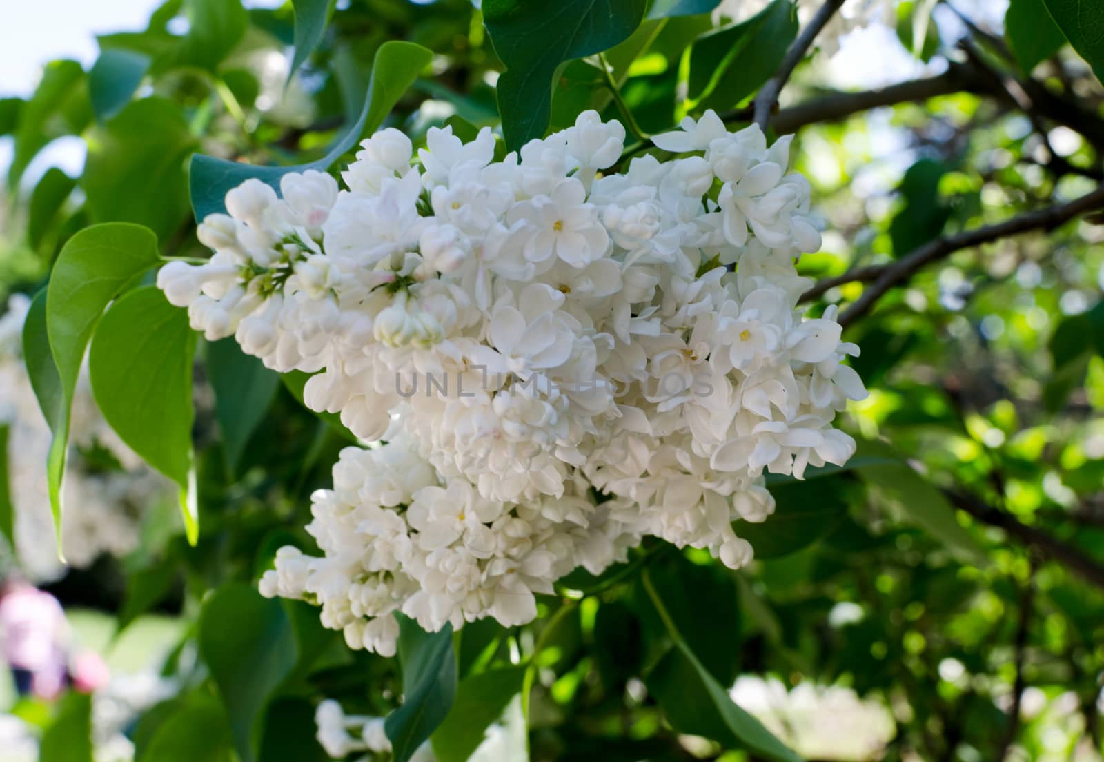 White blooming lilac in springtime