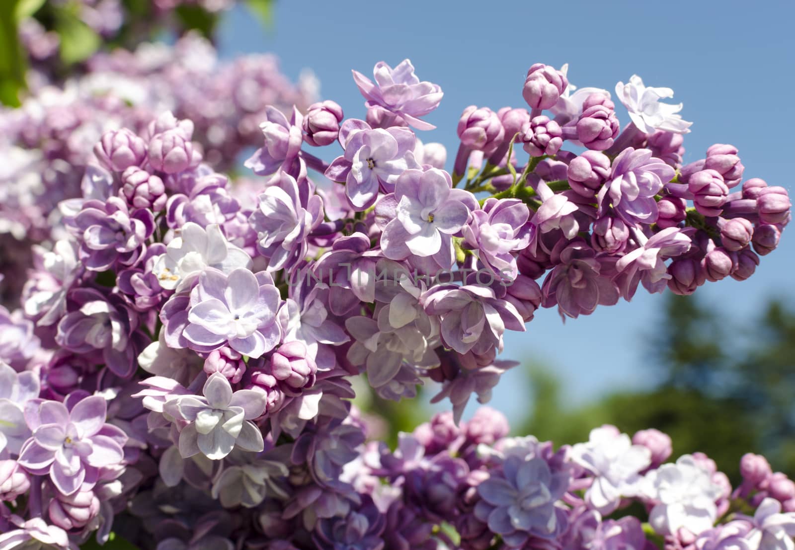 Close-up view of violet lilac flower inflorescence in sunny spring day