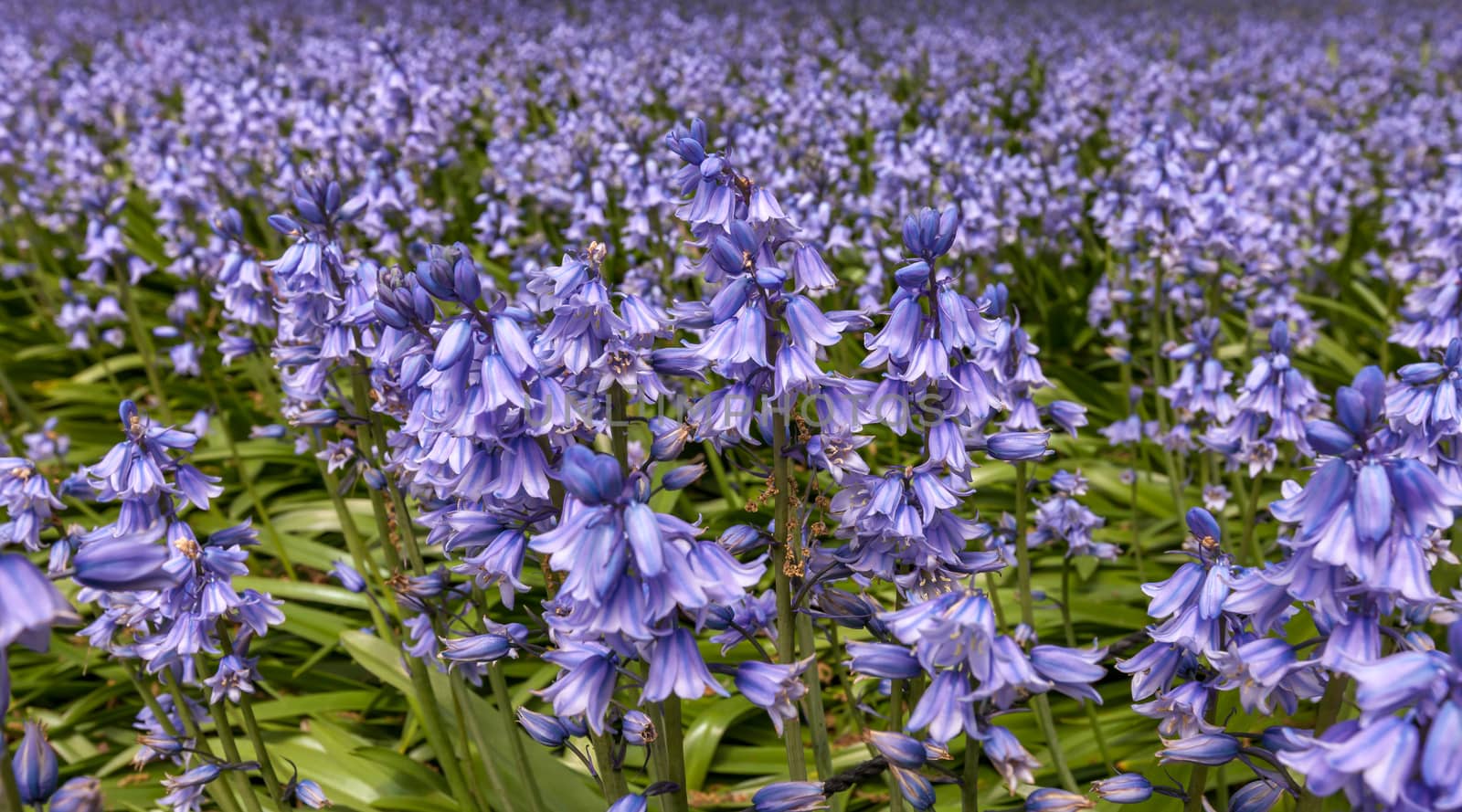 lilac flowers in Brooklyn Botanical Garden, Sakura Matsuri Festival