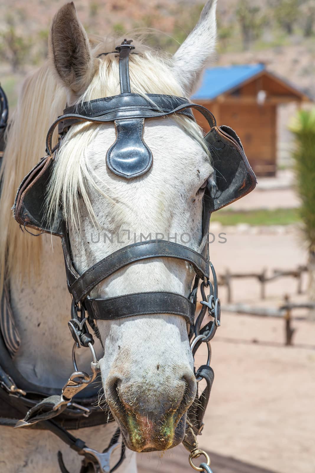 head of a white horse in a leather harness