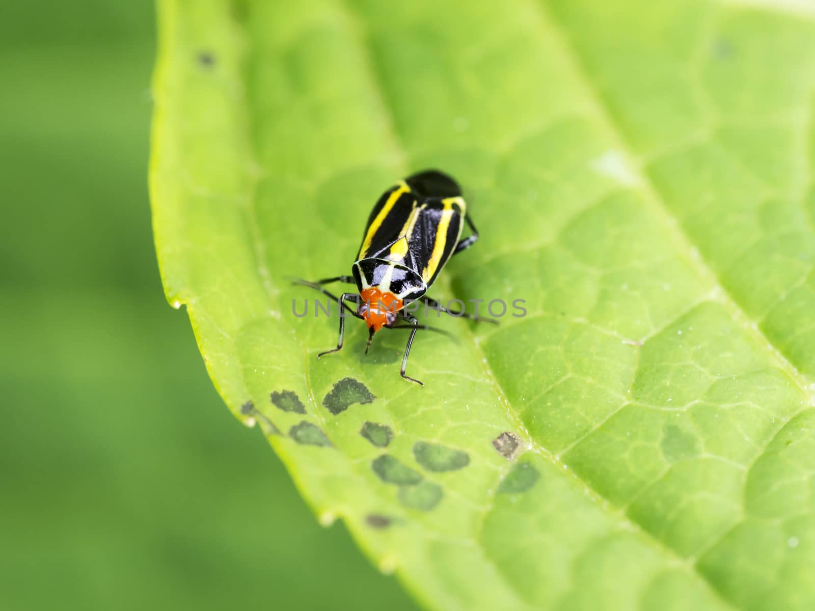 Beetle closeup