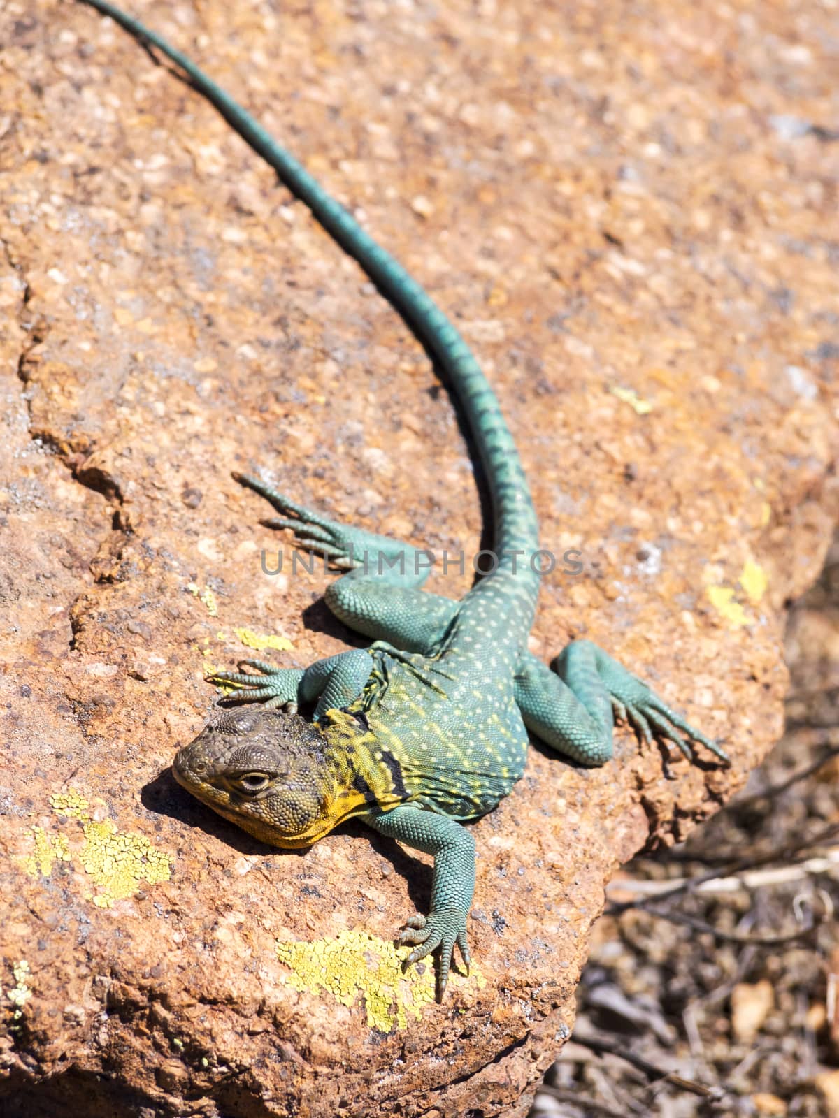 A lizard closeup, Oklahoma