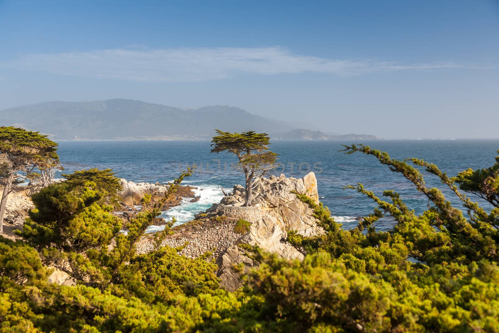 Island Coastline, Santa Cruz Island, Channel Islands National Park, California. pine on the background of the ocean 