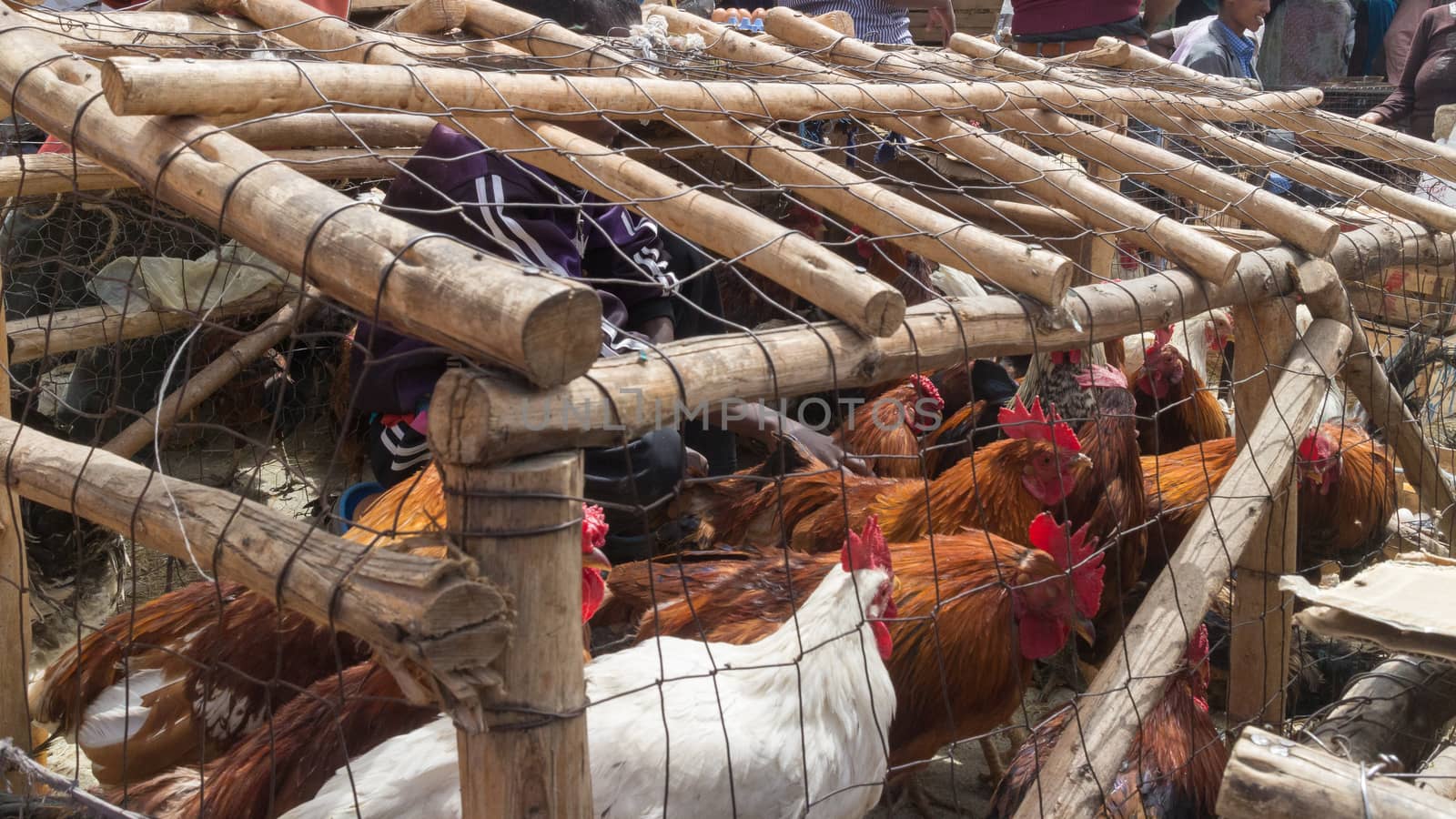 Addis Ababa: April 11: Roosters packed in small cages for sale  at a local market during Easter eve on April 11, 2015 in Addis Ababa, Ethiopia