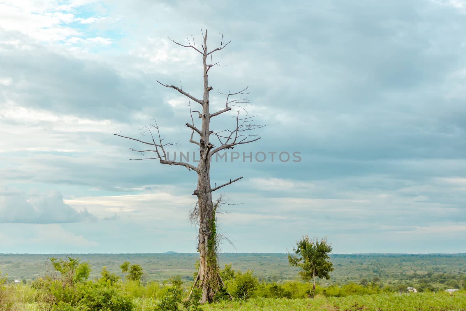 Leafless tree in the meadow by derejeb