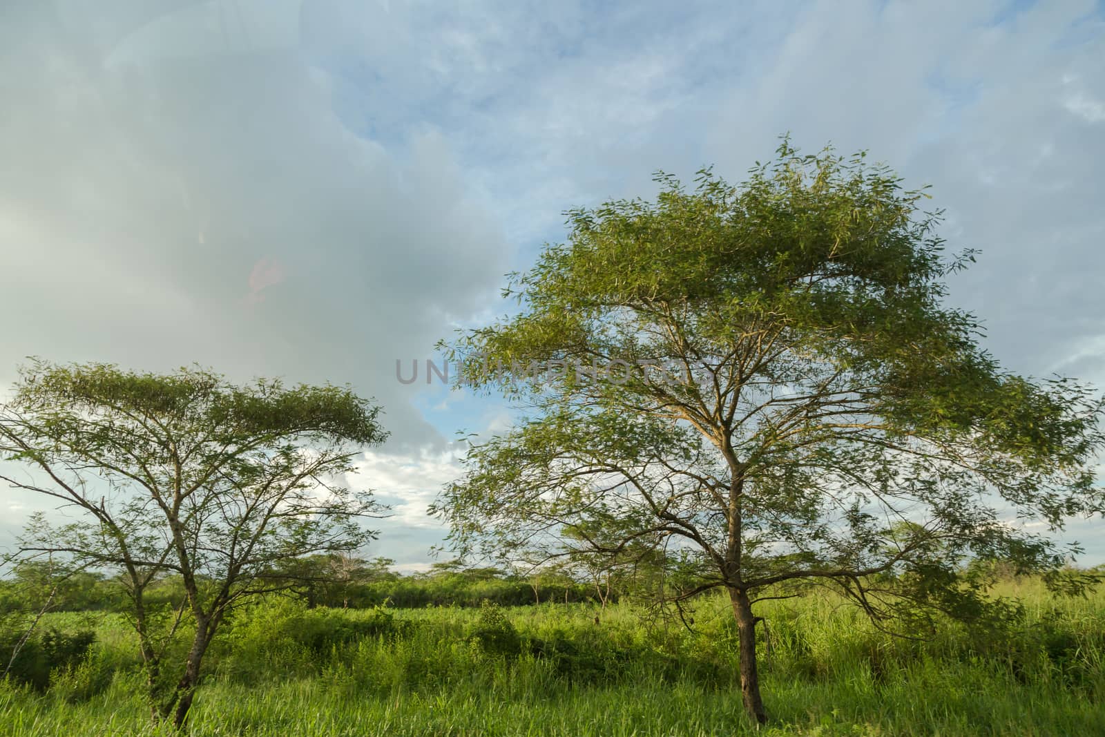 Trees standing tall from the shrubs and vegetation lit by the late afternoon sun