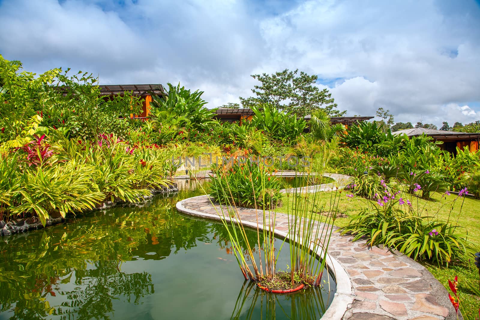 Garden with various tropical plants and flower growing in a pattern