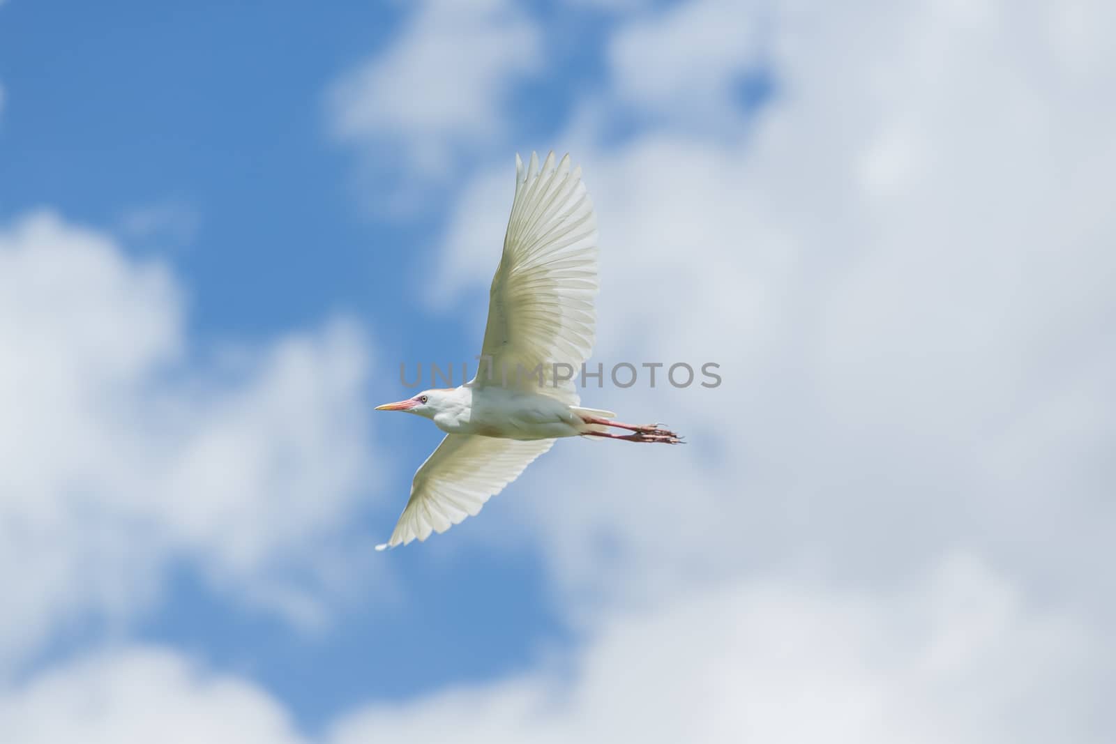 A Little Egret which is a small white Hernon in mid flight