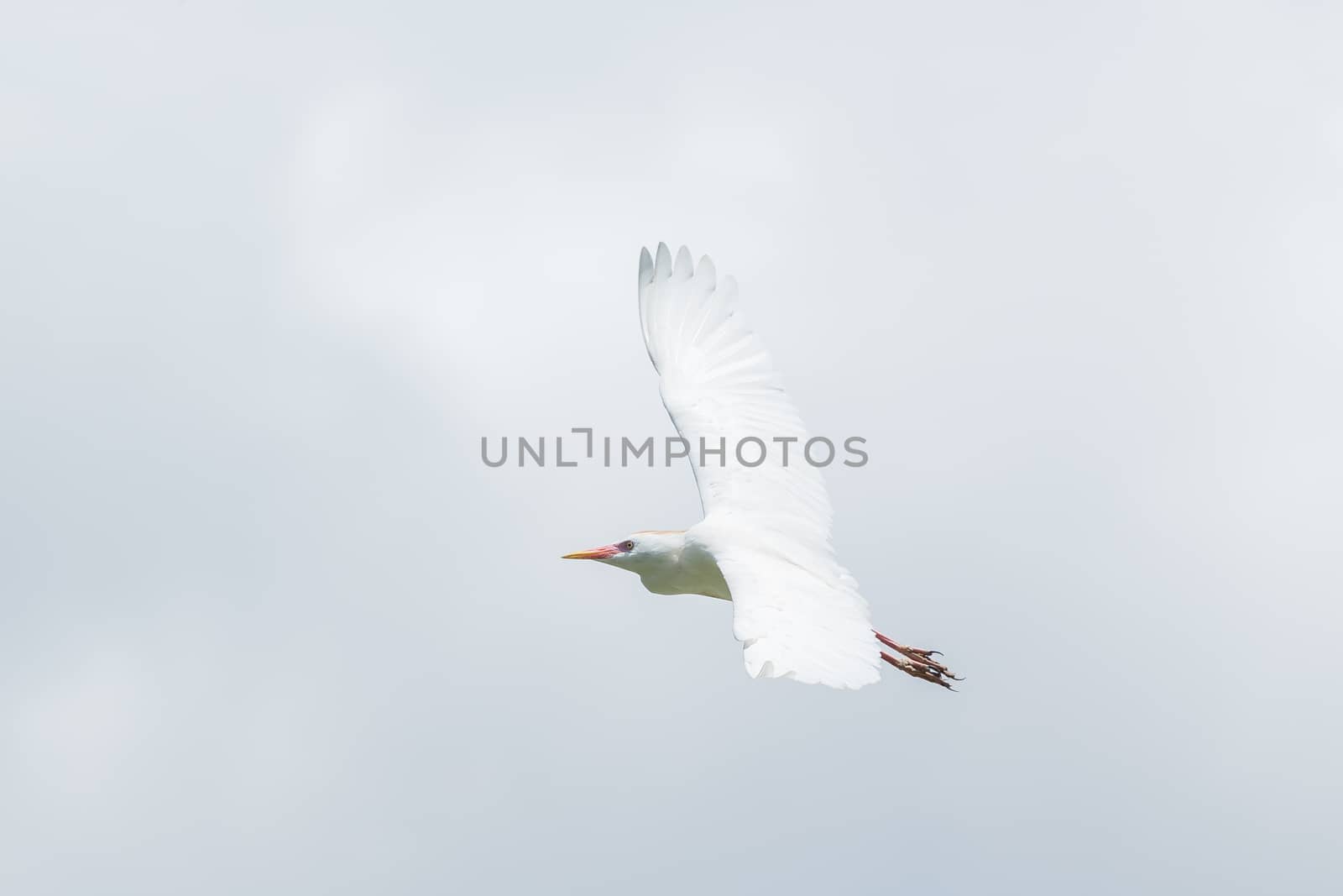 A Little Egret which is a small white Hernon in mid flight